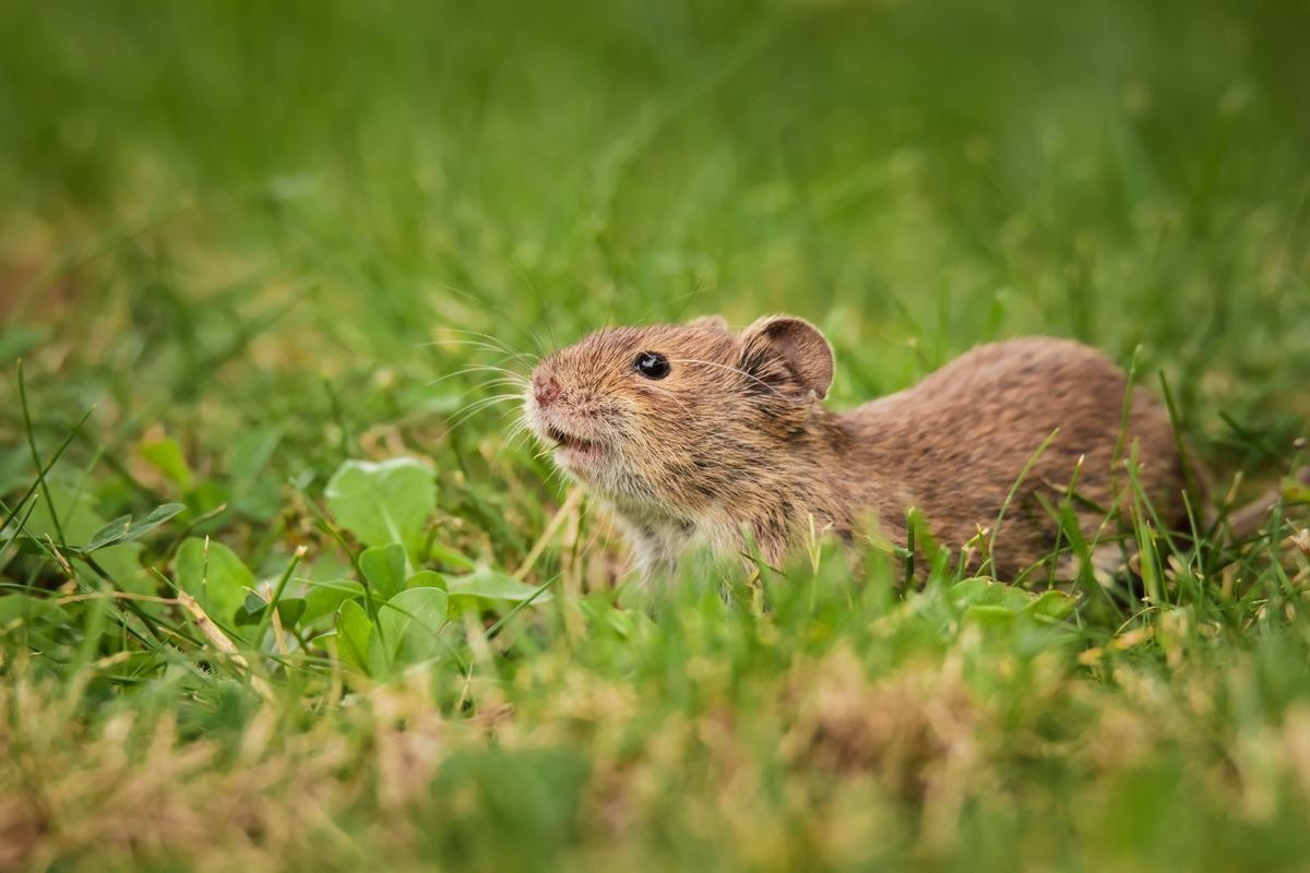 Study: Viral Zoonoses in Small Wild Mammals and Detection of Hantavirus, Spain. Image Credit: Michal Kimmel/Shutterstock