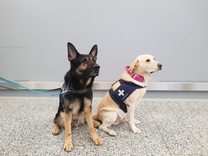 Study: Scent dogs in detection of COVID-19: triple-blinded randomised trial and operational real-life screening in airport setting. Corona detection dog Silja at the Helsinki-Vantaa airport. Image Credit: Egil Björkman
