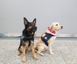 Dogs trained to detect SARS-CoV-2 can sniff out infected passengers at airports