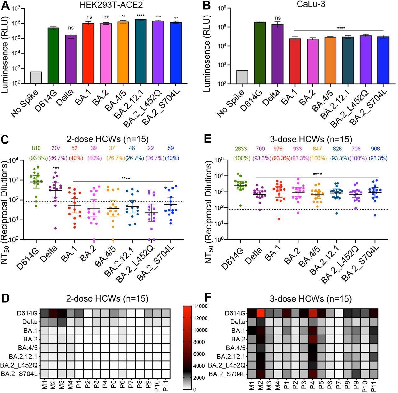 BA.4/5 and BA.2.12.1 subvariants exhibit stronger immune escape than BA.1 and BA.2. (A) Infectivity of pseudotyped viruses in HEK293T cells stably expressing ACE2 (HEK293T-ACE2). (B) Infectivity of pseudotyped lentivirus in human lung epithelia-derived CaLu-3 cells. Bars in (A) and (B) represent means ± standard deviation, and significance is determined by one-way repeated measures ANOVA with Bonferroni’s multiple testing correction. Results of at least 3 independent experiments are averaged and shown. (C) Sera from 15 HCWs collected 3-4 weeks after second mRNA vaccine dose was used to neutralize pseudotyped virus, and the resulting geometric means of the 50% neutralization titers (NT50) are displayed at the top of the graph along with the percent of individuals with NT50 values above the limit of detection (NT50 = 80; dotted line). (D) A heat map showing patient/vaccinee NT50 values against each variant for the 2-dose HCW sera. (E) Sera from 15 HCWs following homologous mRNA booster vaccination were assessed for nAb titers. Bars in (C) and (E) represent geometric mean ± 95% confidence interval, and significance relative to D614G is determined by one-way repeated measures ANOVA with Bonferroni’s multiple testing correction. (F) A heat map showing patient/vaccinee NT50 values against each variant for the 3-dose HCW sera. Patient/vaccinee numbers are identified as “P” for Pfizer/BioNTech BNT162b2 vaccinated/boosted HCW, “M” for Moderna mRNA-1273 vaccinated/boosted HCW. Throughout, p-values are represented as **p < 0.01, ***p < 0.001, ****p < 0.0001, ns, not significant.