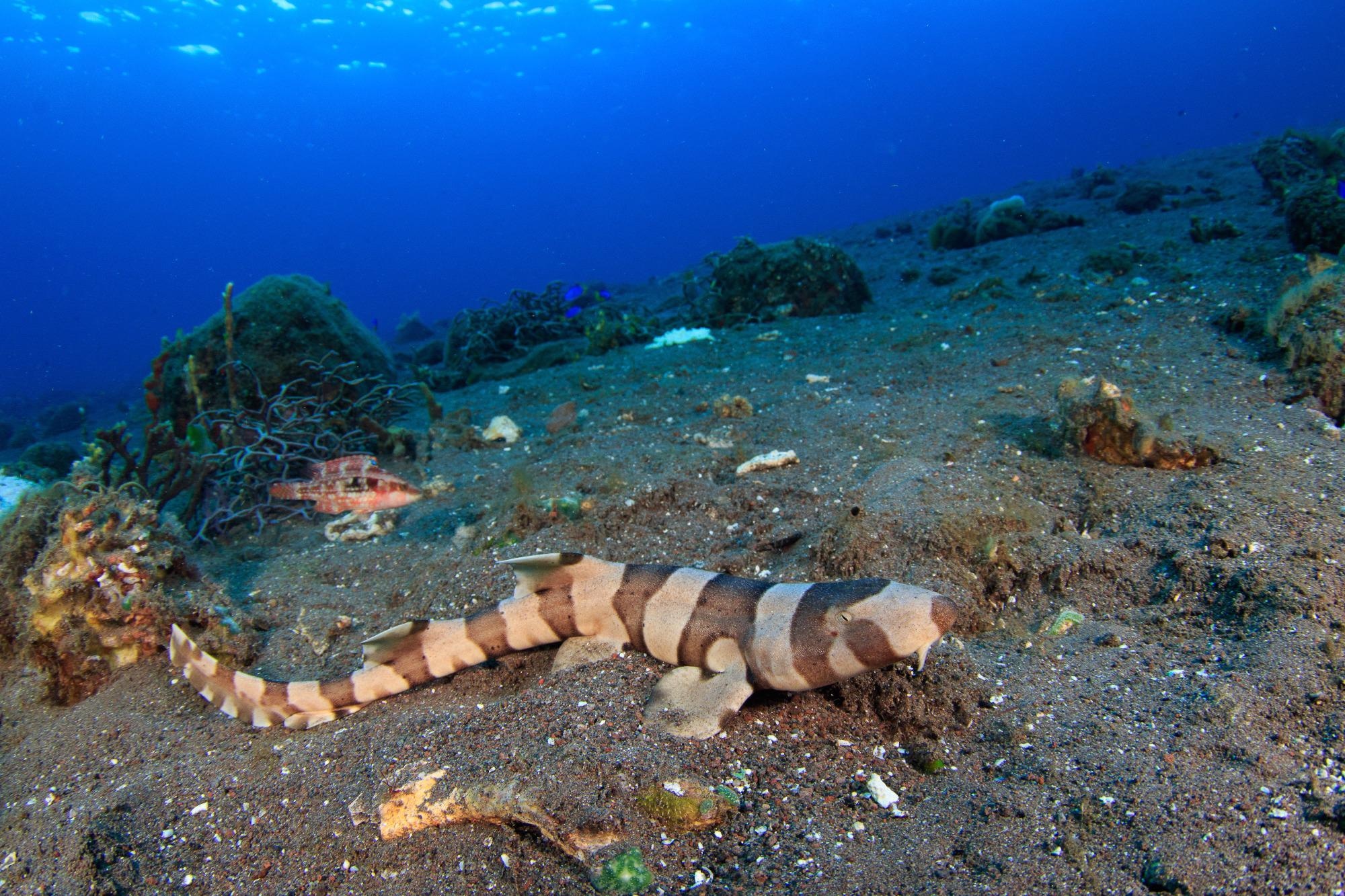 Study: A Class of Shark-Derived Single-Domain Antibodies can Broadly Neutralize SARS-Related Coronaviruses and the Structural Basis of Neutralization and Omicron Escape. Image Credit: Juvenile brown-banded Bamboo shark. Image Credit: SergeUWPhoto / Shutterstock