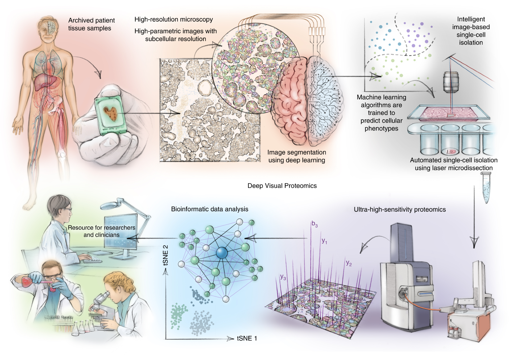 DVP combines high-resolution imaging, AI-guided image analysis for single-cell classification and isolation with an ultra-sensitive proteomics workflow. DVP links data-rich imaging of cell culture or archived patient biobank tissues with deep-learning-based cell segmentation and machine-learning-based identification of cell types and states. (Un)supervised AI-classified cellular or subcellular objects of interest undergo automated LMD and MS-based proteomic profiling. Subsequent bioinformatics data analysis enables data mining to discover protein signatures, providing molecular insights into proteome variation in health and disease states at the level of single cells. tSNE, t-distributed stochastic neighbor embedding.