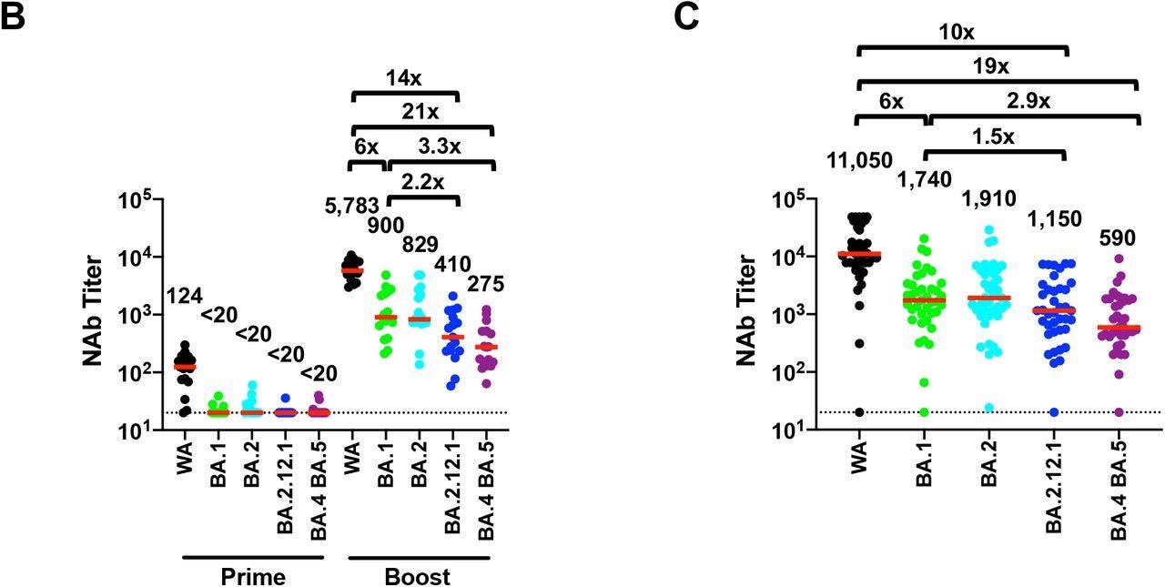 Neutralizing antibody responses to Omicron subvariants. Neutralizing antibody (NAb) titers by a luciferase-based pseudovirus neutralization assay in individuals six months following initial BNT162b2 vaccination (Prime) and two weeks following BNT162b2 boost (Boost). C. NAb titers in individuals following infection with BA.1 or BA.2. All were vaccinated except for the one individual with negative NAb titers. NAb responses were measured against the SARS-CoV-2 WA1/2020, Omicron BA.1, BA.2, BA.2.12.1, and BA.4/BA.5 variants. Medians (red bars) are depicted and shown numerically with fold differences.