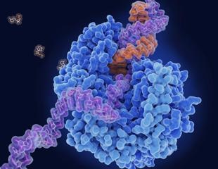 Repurposed drug clofoctol blocks SARS-CoV-2 replication in mouse study