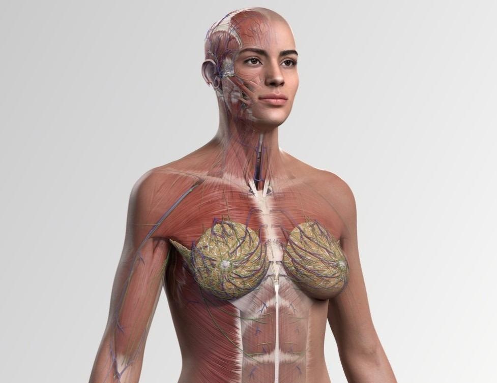 Complete Anatomy female model is the world