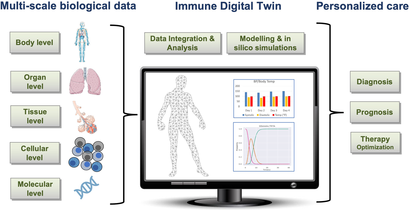 At Each Relevant Physiological Scale, Known Biology And Relevant Mechanisms Are Characterized Through Data Collection That Informs One Or More Computational Models.  The Models At The Individual Scales Are Then Integrated Into A Comprehensive Multiscale Base Model.  In The Second Step, This Base Model Is Personalized By Parameterizing It With Data Collected From An Individual Patient.  The Resulting Digital Twin Can Then Be Used For Clinical Decision-Making For This Patient.  (The Images Are Public Domain Images From Servier Medical Art (Https://Smart.servier.com/Smart_Image/Tendon-Anatomy/), Https://All-Free-Download.com/Free-Vector/Flat-Screen- Computer-Monitor.html, And Https://Pixabay.com/Vectors/Man-Male-Boy-Human-People-Persons-2099114/).  All Other Images Were Produced By The Authors).  Image Credit: Npj Digital Medicine (Npj Digit. Med.) Issn 2398-6352 (Online)