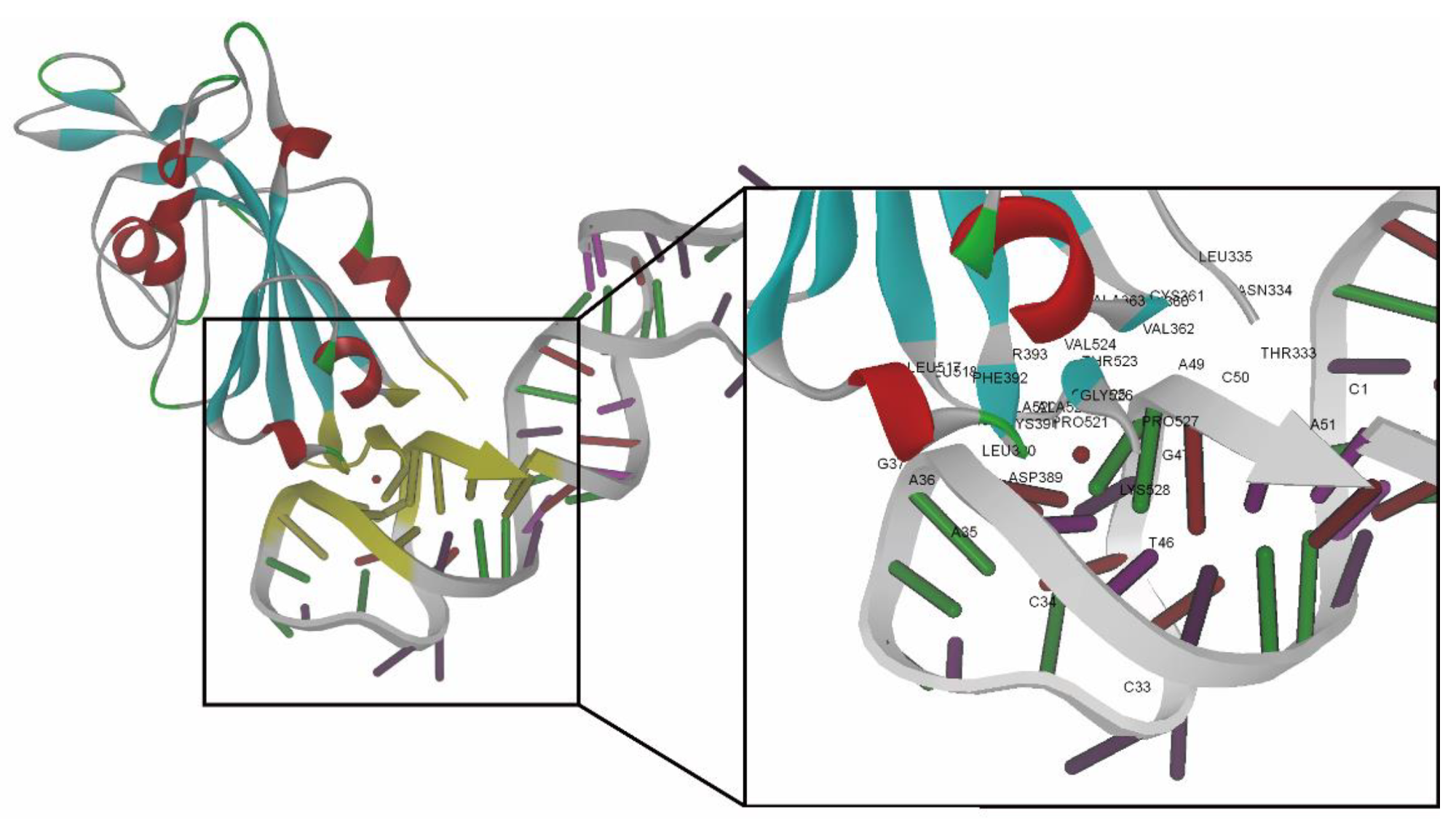 Best docking pose of RBD-1C aptamer against the S protein (visualization software: DS 4.1). Amino acids and nucleotides involved in the binding interface of the S protein/RBD-1C complex are marked with yellow. The close-up view presents the amino acids and nucleotides in the binding interface marked by labels.