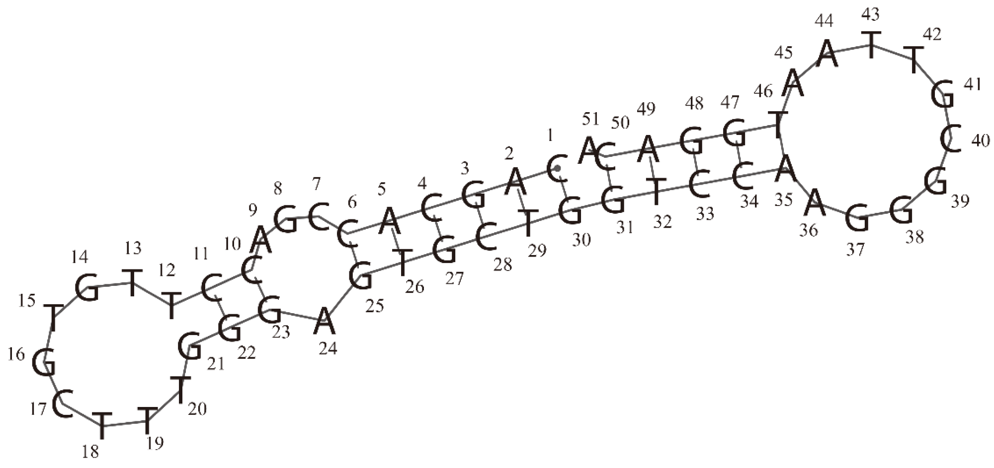 Secondary structure of the RBD-1C aptamer was predicted by the RNAfold web server. In this structure, 2 hairpins (at two ends) and 1 internal loop can be observed.