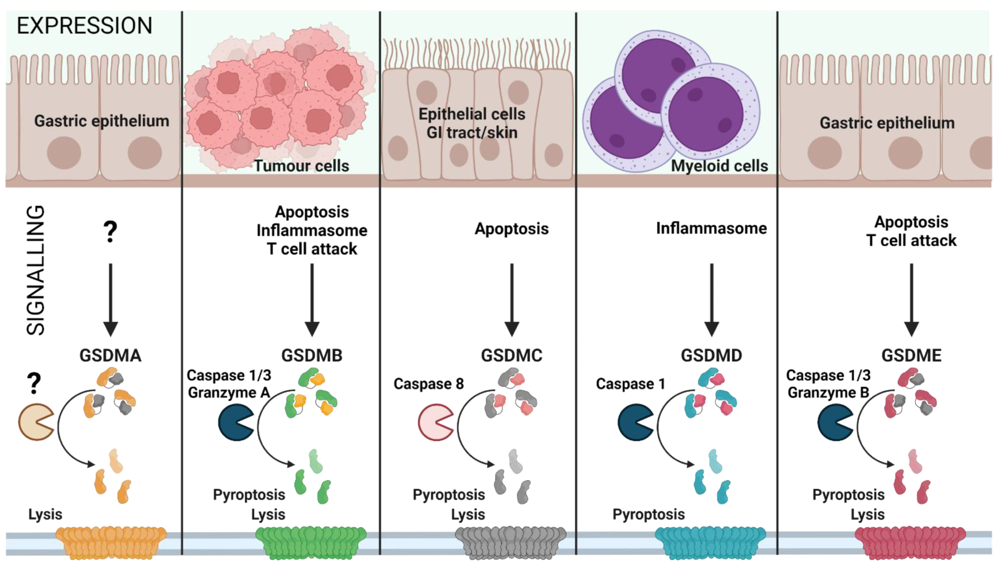 Gasdermin family: tissue-specific signaling. Gasdermin A/B/C/D/E are expressed in distinct cell types and are activated by various signals, leading to inflammatory or non-inflammatory cell lysis. The upstream events of GSDMA cleavage are not well characterized (represented as ‘?’). GSDMA downregulation in gastric epithelial cells can lead to tumor formation. Proliferating tumor cells are recognized by effector T cells that release Granzyme A, which cleaves GSDMB in cancer cells leading to pore formation and tumor cell lysis. Furthermore, GSDMB can also be activated by Caspase 1 or 3 downstream of inflammasome formation or apoptosis, leading to pyroptosis. GSDMC is activated by Caspase 8 downstream of apoptosis, linking apoptosis to pyroptosis. GSDMD is the best characterized GSDM effector molecule, cleaved downstream of inflammasome activation, leading to pyroptosis. Similar to GSDMC, GSDME links apoptosis to pyroptosis subsequent to cleavage by Caspase 3 in apoptotic cells. (Created with BioRender.com on 7 May 2022).