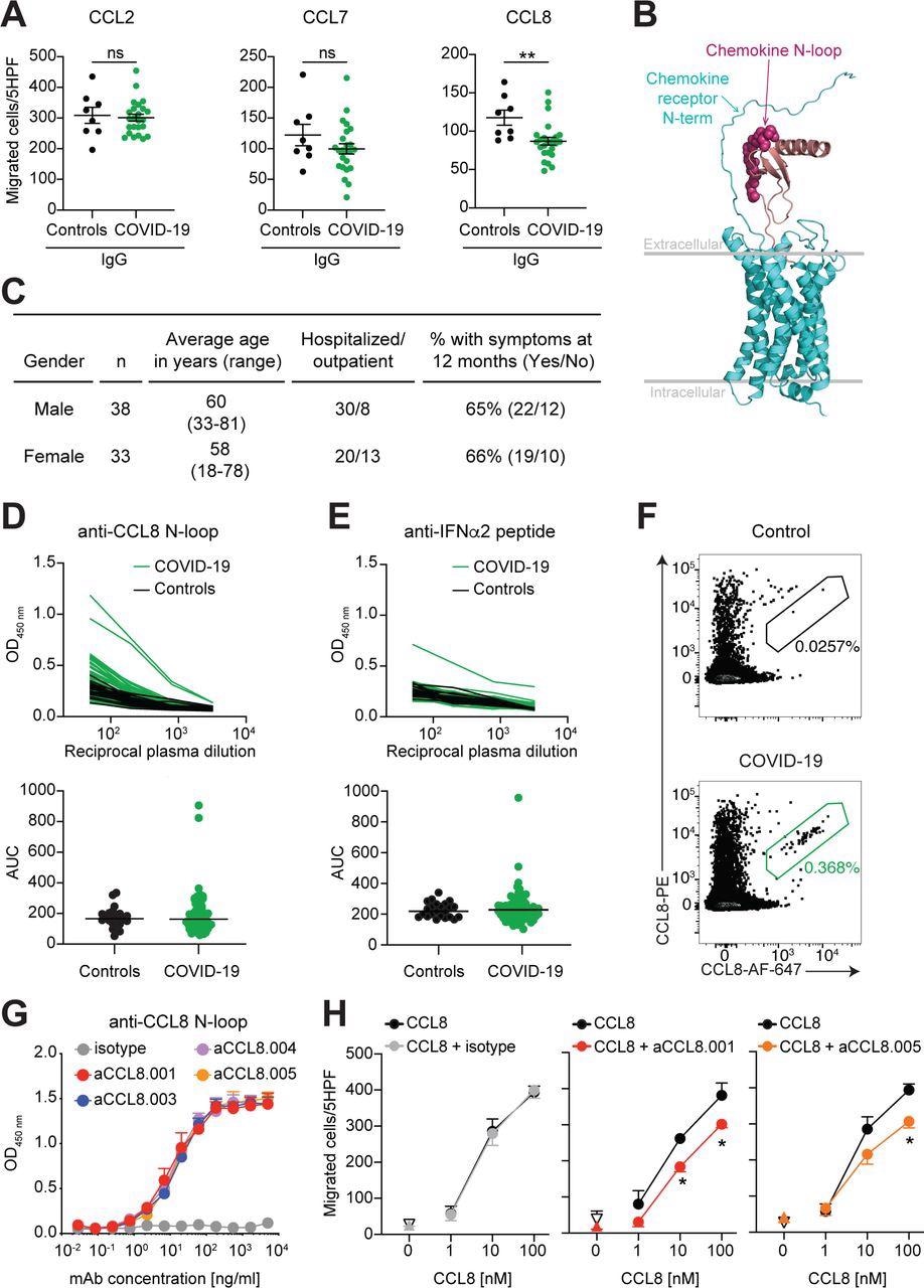 Human monoclonal antibodies that impede CCL8 chemotaxis.