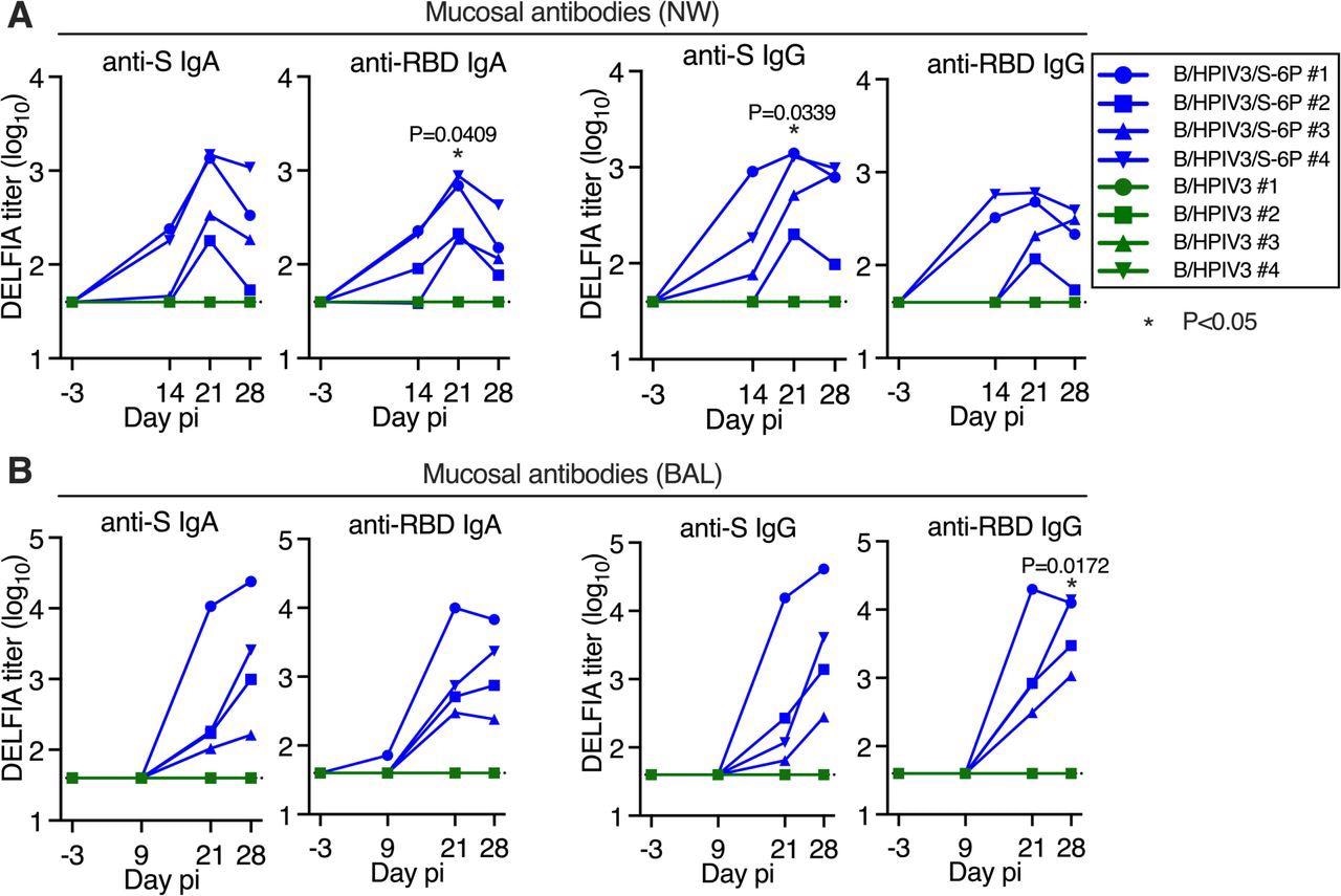 Intranasal/intratracheal immunization with B/HPIV3/S-6P induces mucosal antibody responses to SARS-CoV-2 S in the upper and lower airways. Rhesus macaques (n=4 per group) were immunized with B/HPIV3/S-6P or B/HPIV3 (control) by the intranasal/intratracheal route (Figure S1). To determine the mucosal antibody response in the upper airways, nasal washes (NW) were performed before immunization and on days 14, 21, and 28. To analyze the antibody response in the lower airways, bronchoalveolar lavages (BAL) were collected before immunization and on days 9, 21, and 28 pi. (A and B) S- and receptor binding domain (RBD)-specific mucosal IgA and IgG titers on indicated days post-immunization (pi) in the upper (A) and lower (B) airways, determined by time-resolved dissociation-enhance lanthanide fluorescence (DELFIA-TRF) immunoassay. Endpoint titers are expressed in log10 for mucosal IgA and IgG to a secreted prefusion-stabilized form (aa 1-1,208; S-2P) of the S protein (left panels) or to a fragment of the S protein (aa 328-531) containing SARS-CoV-2 RBD (right panels). The limit of detection is 1.6 log10 (dotted line). B/HPIV3/S-6P-immunized RMs are shown in blue, while B/HPIV3-immunized RMs are in green, with each RM represented by a symbol. *P<0.05 (two-way ANOVA, Sidak multiple comparison test).