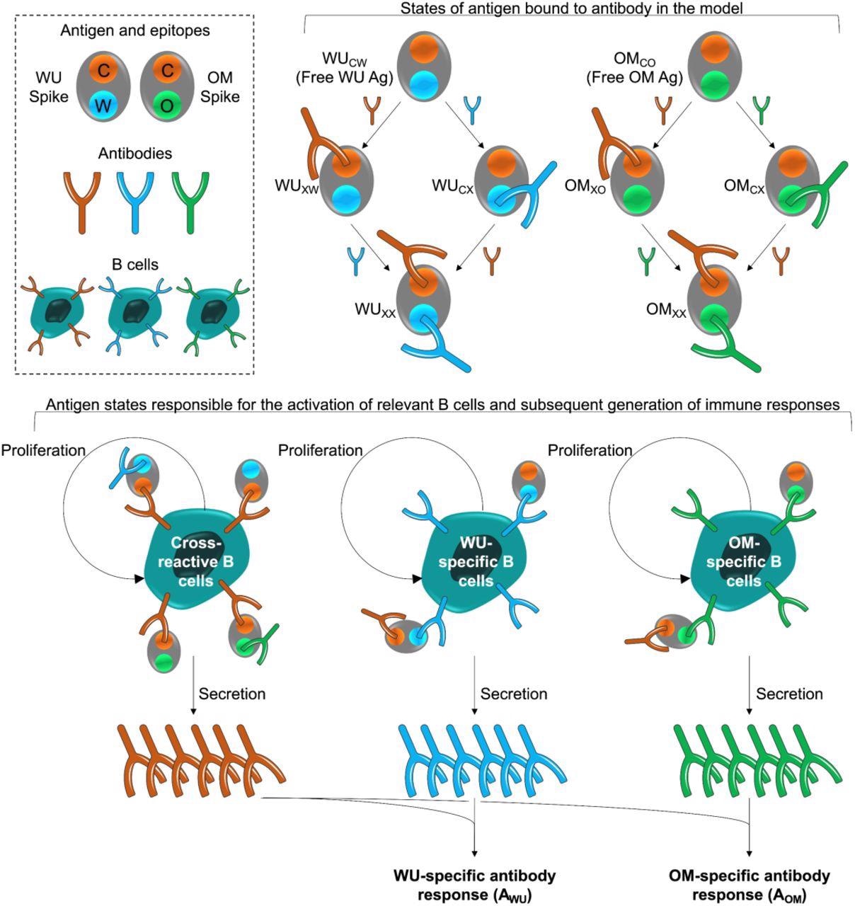 Model schematic. The box at the top left shows the epitopes of the WU- and OM-vaccines. Epitope C (shown in orange) is common to both vaccines. Epitopes W (blue) and V (green) are unique to the WU and OM respectively. Antibodies specific to these epitopes can bind to these epitopes and prevent them from stimulating B cells for the same epitope. The different antigen states generated and the B cells they stimulate are shown in the top right and bottom panels respectively. The bottom panel illustrates that binding of antigen to B cells stimulates their clonal expansion and the production of antibodies.