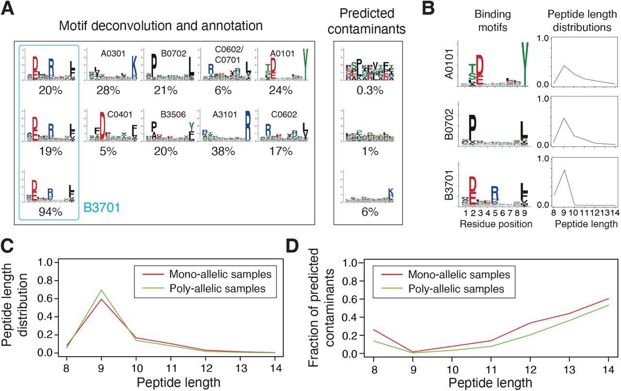 Integration and curation of HLA-I peptidomics data reveal binding motifs and peptide length distributions for more than hundred alleles. (A) Motif deconvolution includes identification of motifs and predicted contaminants with MixMHCp, as well as motif annotation by identifying shared motifs across samples sharing the same allele. The example shows the deconvolved motifs in two poly-allelic samples that share the HLA-B*37:01 allele (‘donor1’ and ‘HCC1143’ in Dataset S1), as well as the mono-allelic HLA-B*37:01 sample. (B) Examples of binding motifs and peptide length distributions obtained by motif deconvolution and used to train MixMHCpred2.2. (C) Peptide length distributions for alleles observed in both mono-allelic and poly-allelic HLA-I peptidomics data. Each curve represents the average peptide length distribution across these alleles. (D) Fraction of predicted contaminants across different lengths (average over all samples).