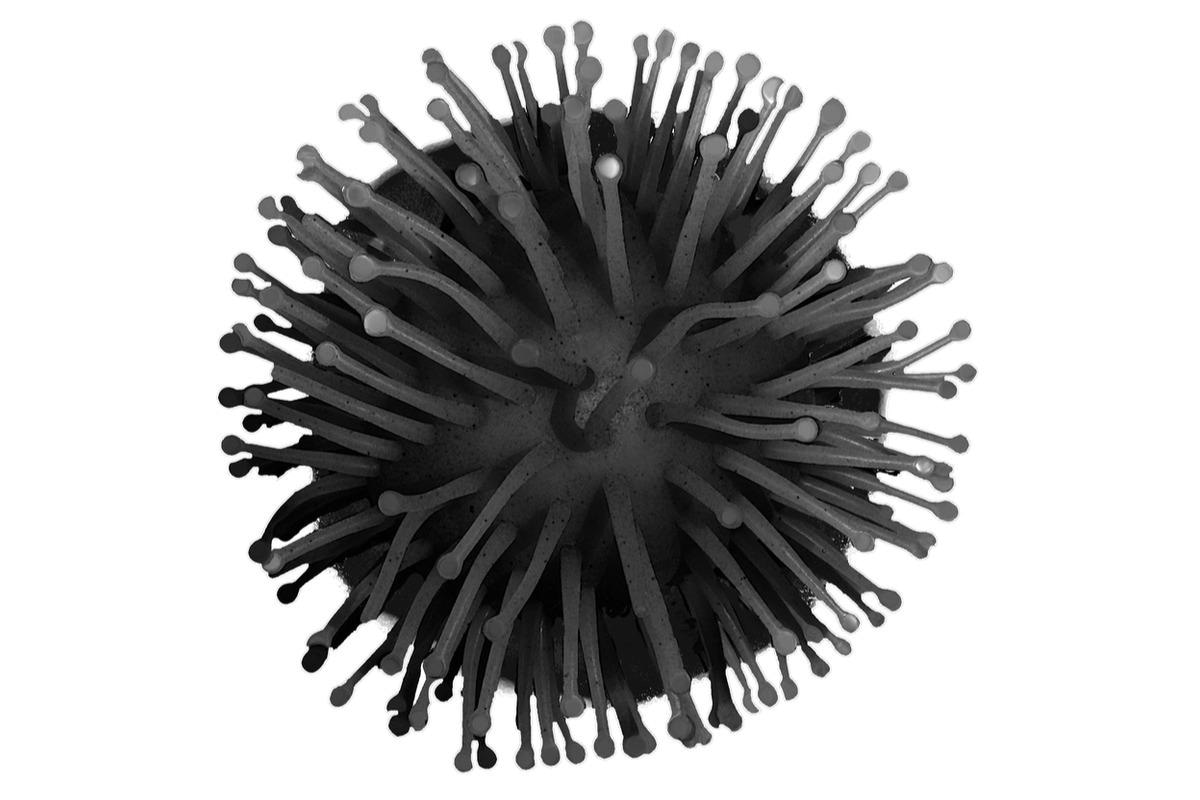 El marco de lectura abierto 7a del sarbecovirus suprime la presentación del antígeno MHC