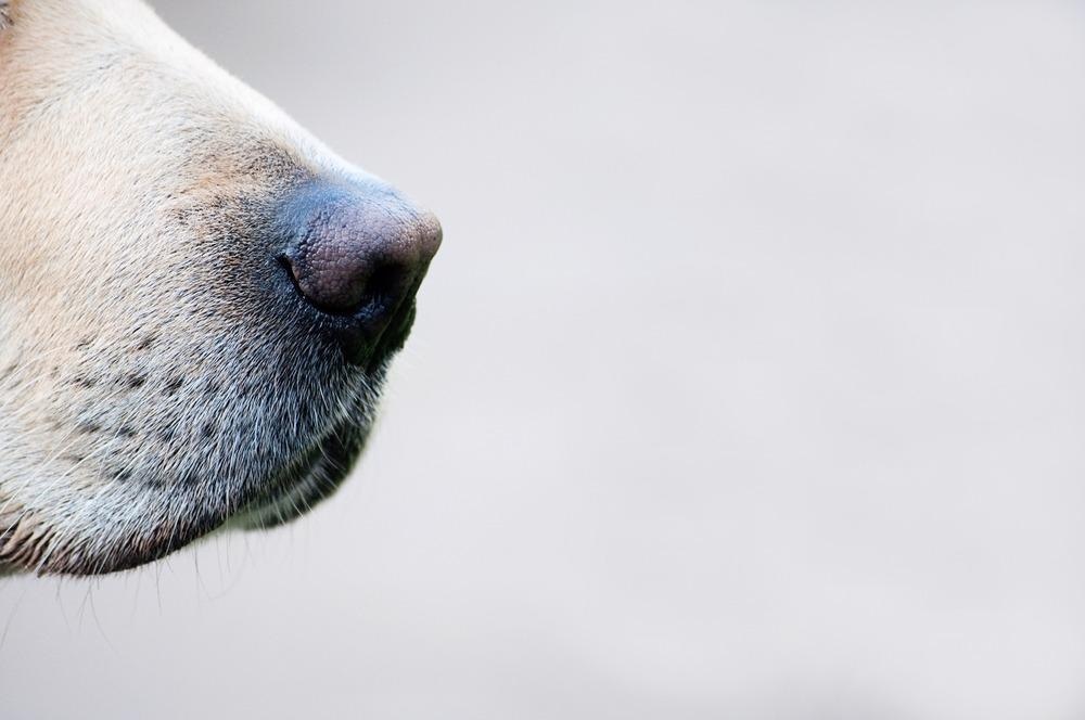 Study: Diagnostic Accuracy of Non-Invasive Detection Of SARS-Cov-2 Infection by Canine Olfaction. Image Credit: Trudie Davidson / Shutterstock.com