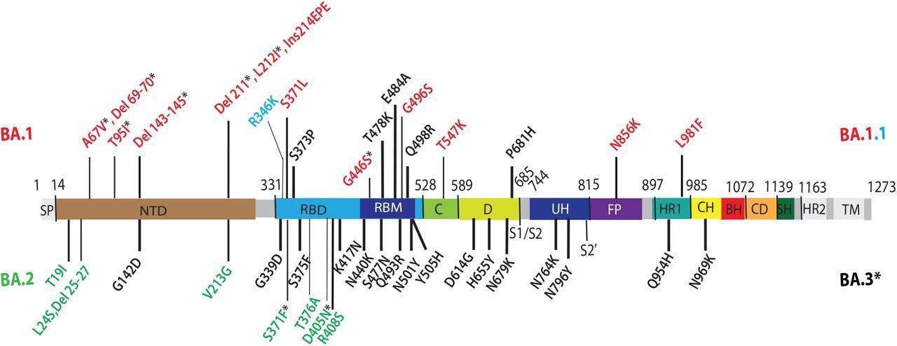 Omicron lineage substitutions in spike. Omicron substitutions are shown in a primary structure of the SARS-CoV-2 spike protein, with various domains and cleavage sites indicated. SP, signal peptide; NTD, N-terminal domain; RBD, receptor binding domain; RBM, receptor binding motif; C, C domain; D, domain D; S1/S2, furin cleavage junction of S1/S2 subunits; UH, upstream helix; FP, fusion peptide; HR1/2, heptad repeat 1/2; CH, central helix; BH, beta hairpin; CD, connector domain; SH, stem helix; TM, transmembrane domain. Substitutions common to Omicron (BA) VOCs are shown in black. Substitutions unique to BA.1 VOC are shown in red. R346K substitution additionally present in BA.1.1 is shown in light blue. Substitutions unique to BA.2 VOC are shown in green. Substitutions in BA.1 and BA.2 shared by BA.3 VOC are shown as residues marked with an asterisk.