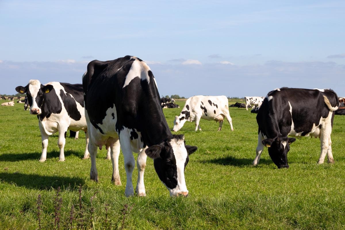 Study: First Description of Serological Evidence for SARS-CoV-2 in Lactating Cows. Image Credit: VanderWolf Images/Shutterstock