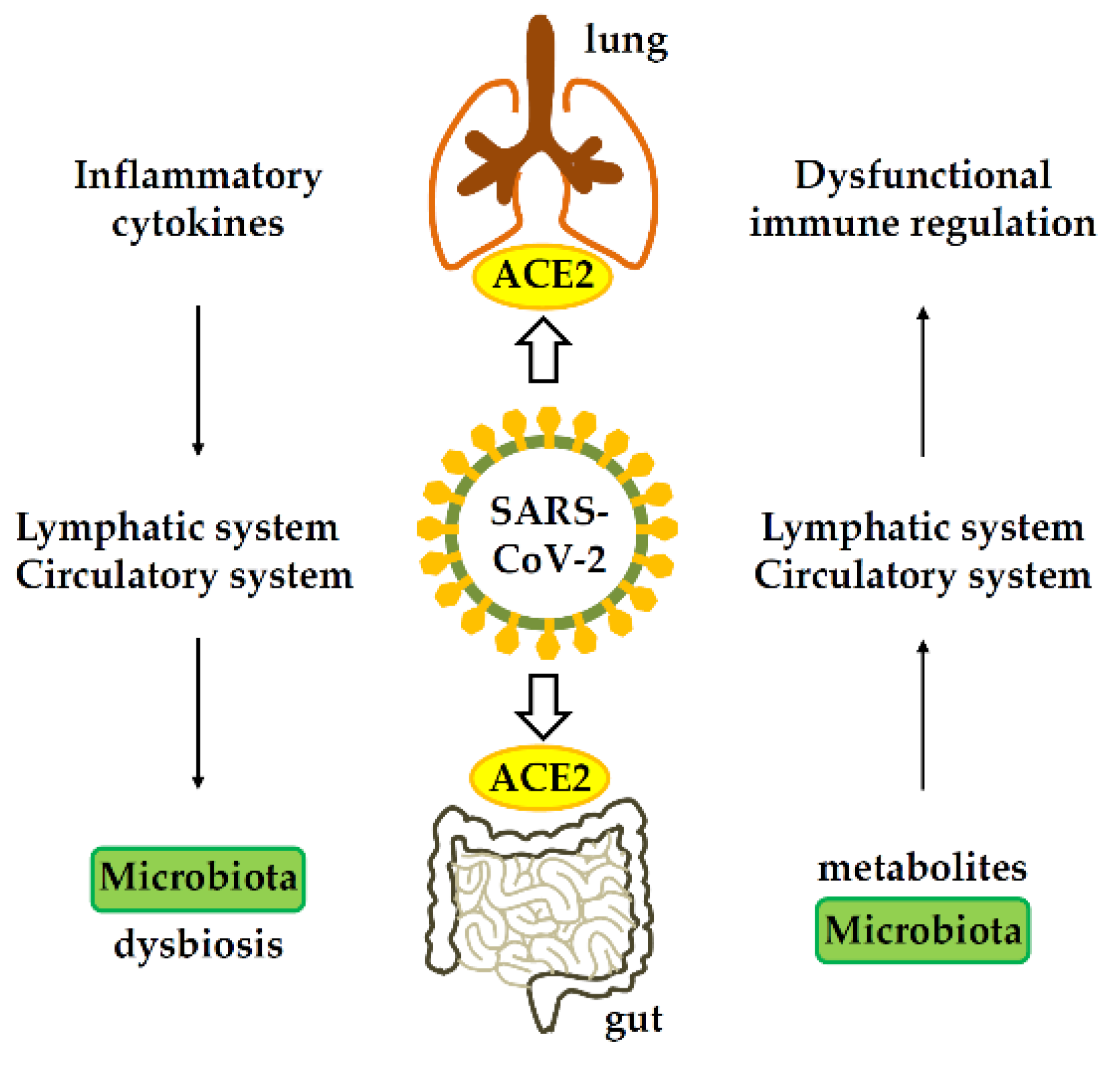 Gastrointestinal-lung axis in COVID-19. ACE2, angiotensin-converting enzyme 2.