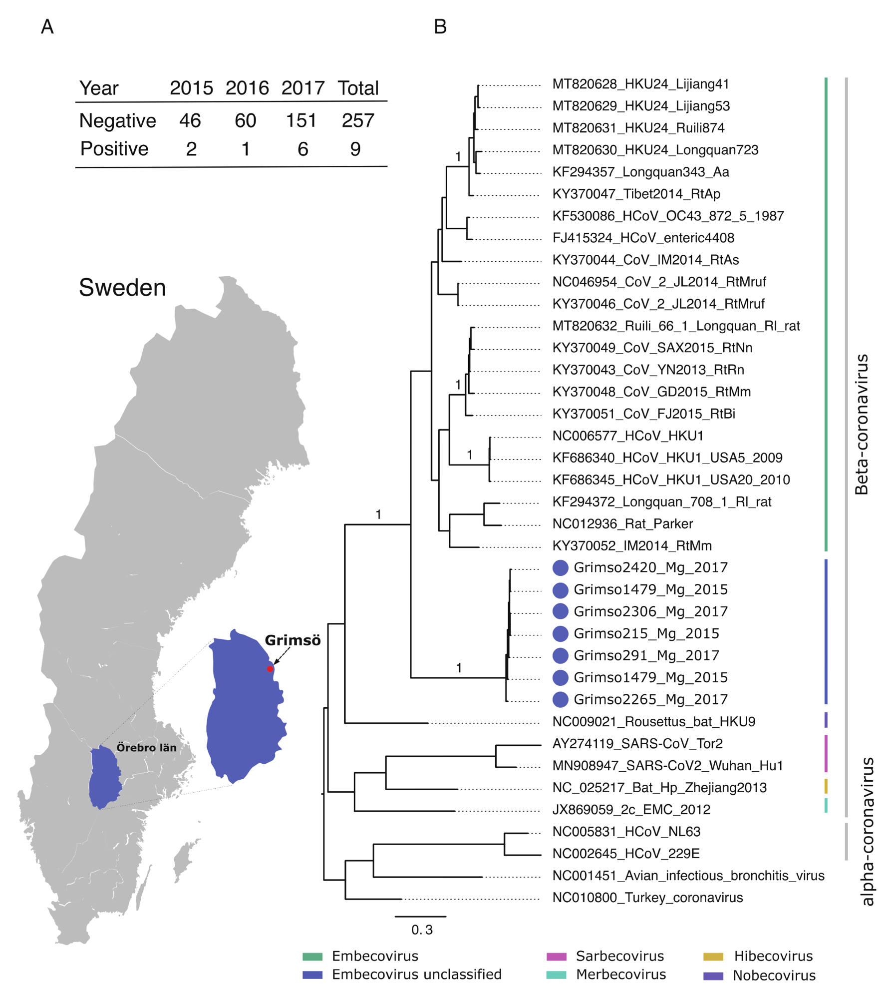 (A) Geographic map showing the province Örebro, Sweden and the site of sampling (Grimsö) where bank voles were captured. Table demonstrating the prevalence of Grimso virus from 2015 to 2017. (B) MrBayes midpoint root tree based on the 252 nt of the spike gene. The scale bar indicates the nt substitution per site. The numbers above the branches indicate the posterior probability. Grimso virus samples are highlighted in blue.