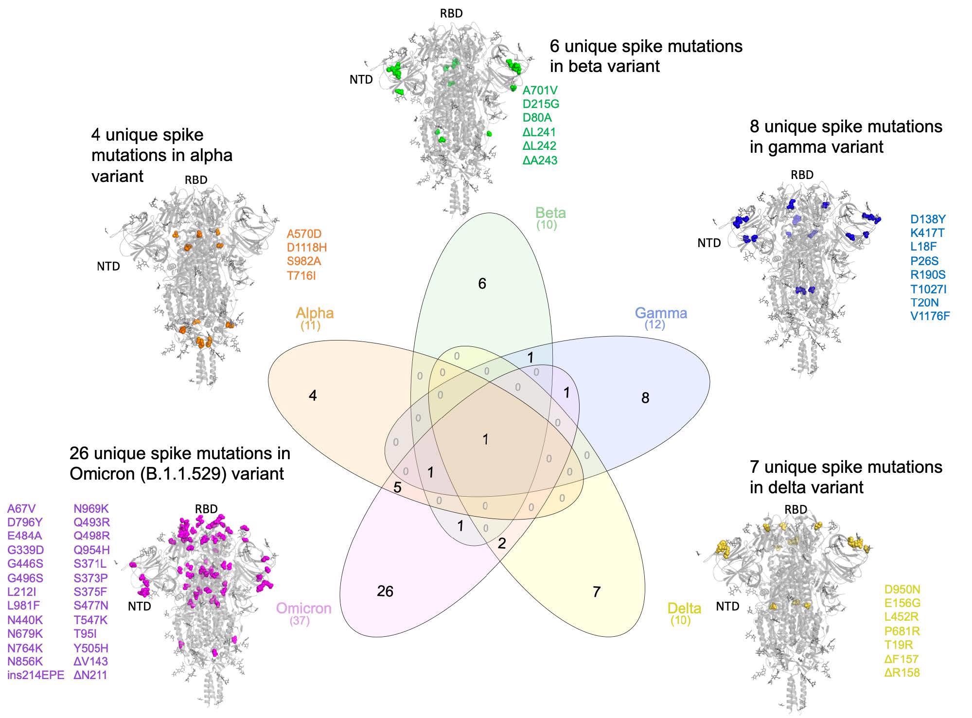 Comparing the lineage-specific Spike protein mutations in the SARS-CoV-2 variants of concern