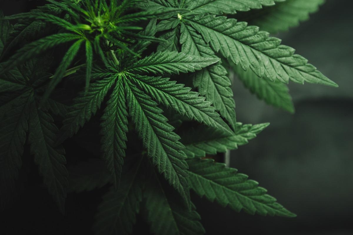 Study: Impact of cannabinoids on pregnancy, reproductive health and offspring outcomes. Image Credit: Yarygin/Shutterstock