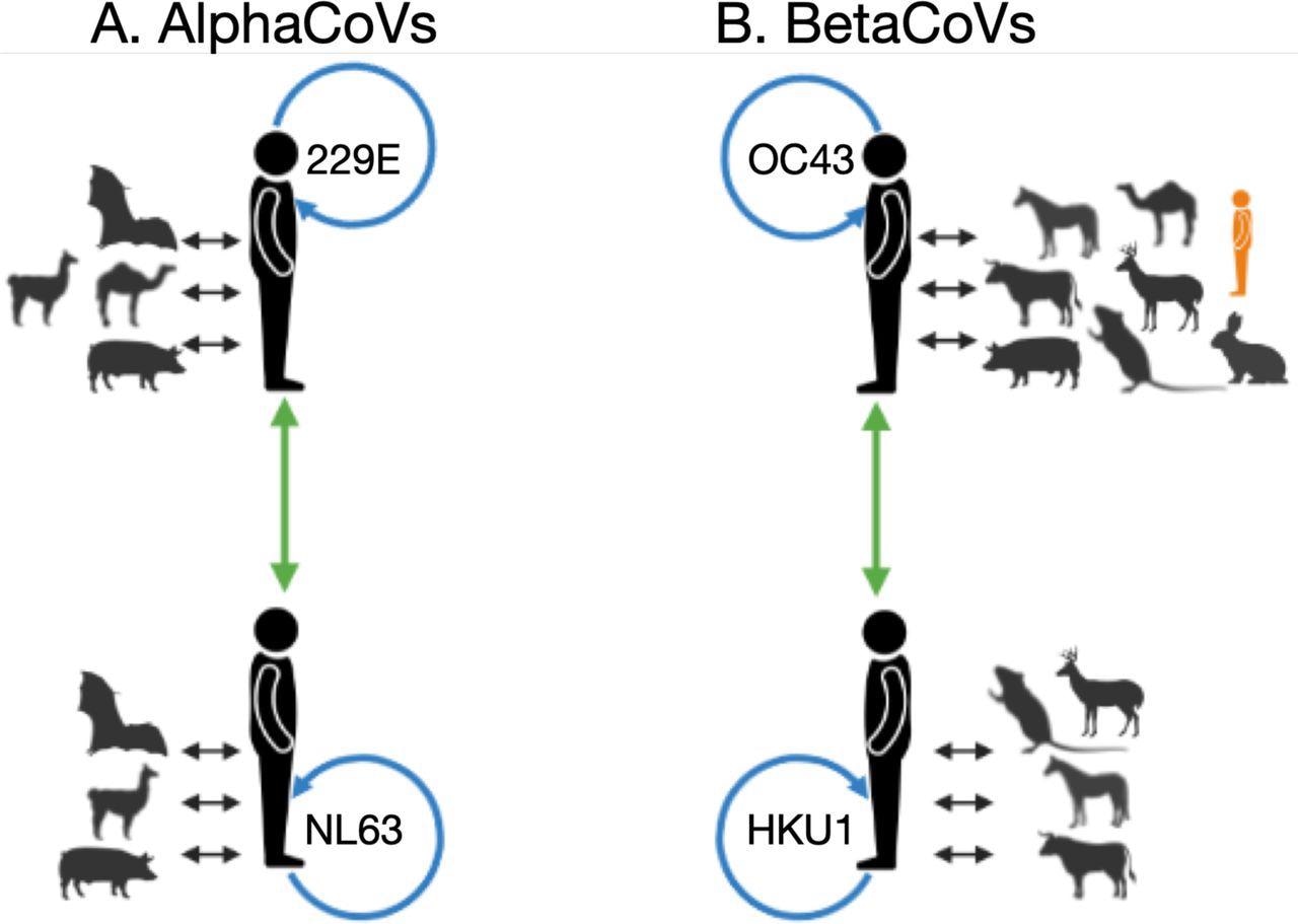 Summarized within and between host/species recombination patterns identified by RDP4, for alphaCoVs (A) and betaCoVs (B). For each sHCoV species, recombining CoVs are shown; non-human and sHCoV (black arrows), within sHCoV species (blue arrows), and between sHCoV species (green arrows). In orange is a lone human CoV (FJ415324) that clusters with ungulate and canine CoVs. Figure generated using Biorender.
