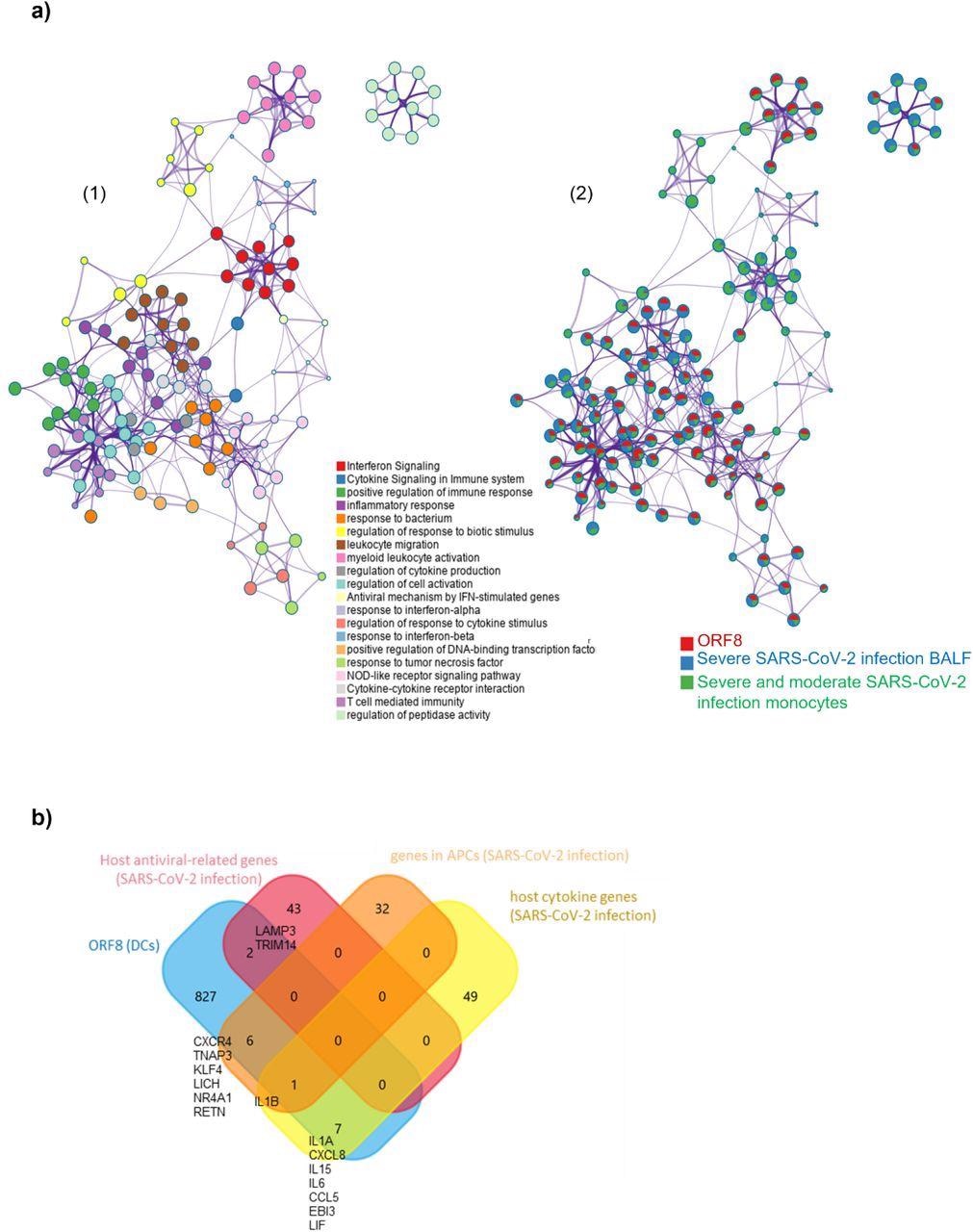 ORF8 induces an inflammatory mRNA profile involved in SARS-CoV-2 infection a) 1) Network Layout of enriched pathways where each term is represented by a circle node, where its size is proportional to the number of input genes that fall into that term, and its color represents its cluster identity (i.e., nodes of the same color belong to the same cluster). Terms with a similarity score > 0.3 are linked by an edge (the thickness of the edge represents the similarity score). The network is visualized with Cytoscape (v3.1.2) with “force-directed” layout and with edge bundled for clarity. 2) The same enrichment network has its nodes displayed as pies. Each pie sector is proportional to the number of hits originated from the analyzed gene list. The Colour code for the pie sector represents the amount of genes of each list and is consistent with the colors of the figure legend www.metascape.org/COVID. b) Venn plot comparison of detected genes in the ORF8 data set in comparison to published datasets (host antiviral-related genes/host cytokine genes; genes in APCs ).