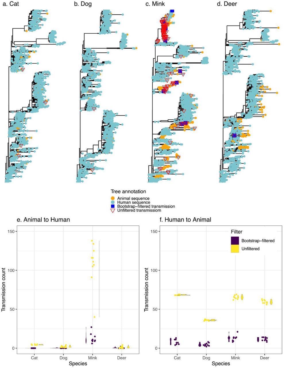 Transmission events inferred between humans and animals. Panels a-d display a representative tree for every species with animal to human transmissions marked on the tree. Trees are rooted with the Wuhan reference genome. Panels e and f display the distribution (violin plots alongside points plotted with jitter to avoid overlap) of inferred transmission counts (across 10 replicate trees) in each animal species, in both bootstrap-filtered and unfiltered trees.