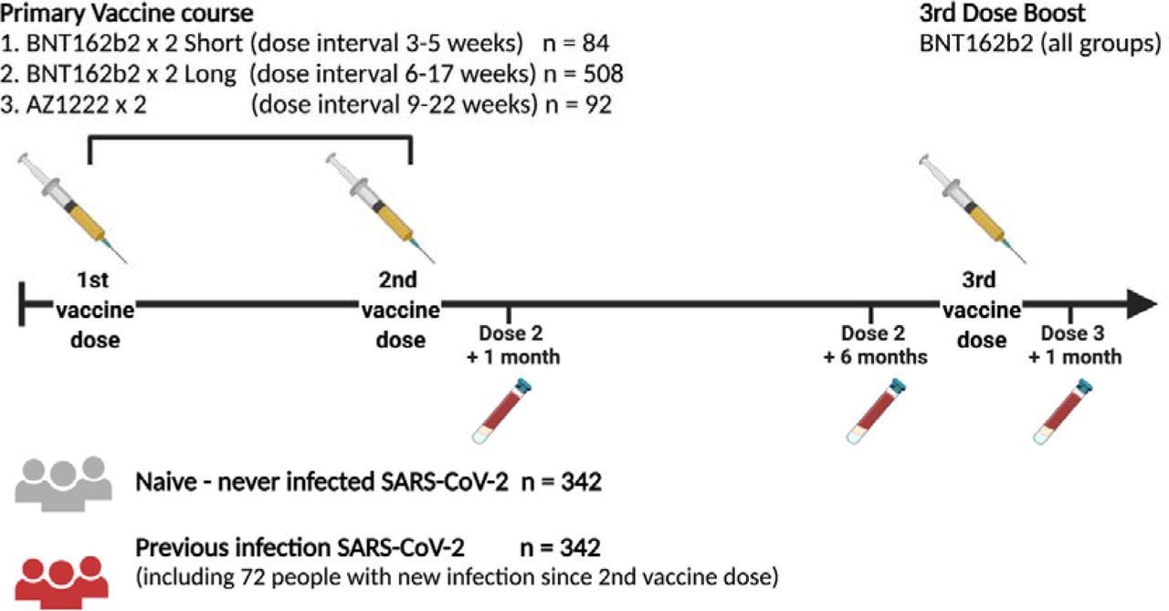 Study design Schematic representation of time points for vaccination and phlebotomy.  Figure created using Biorender.