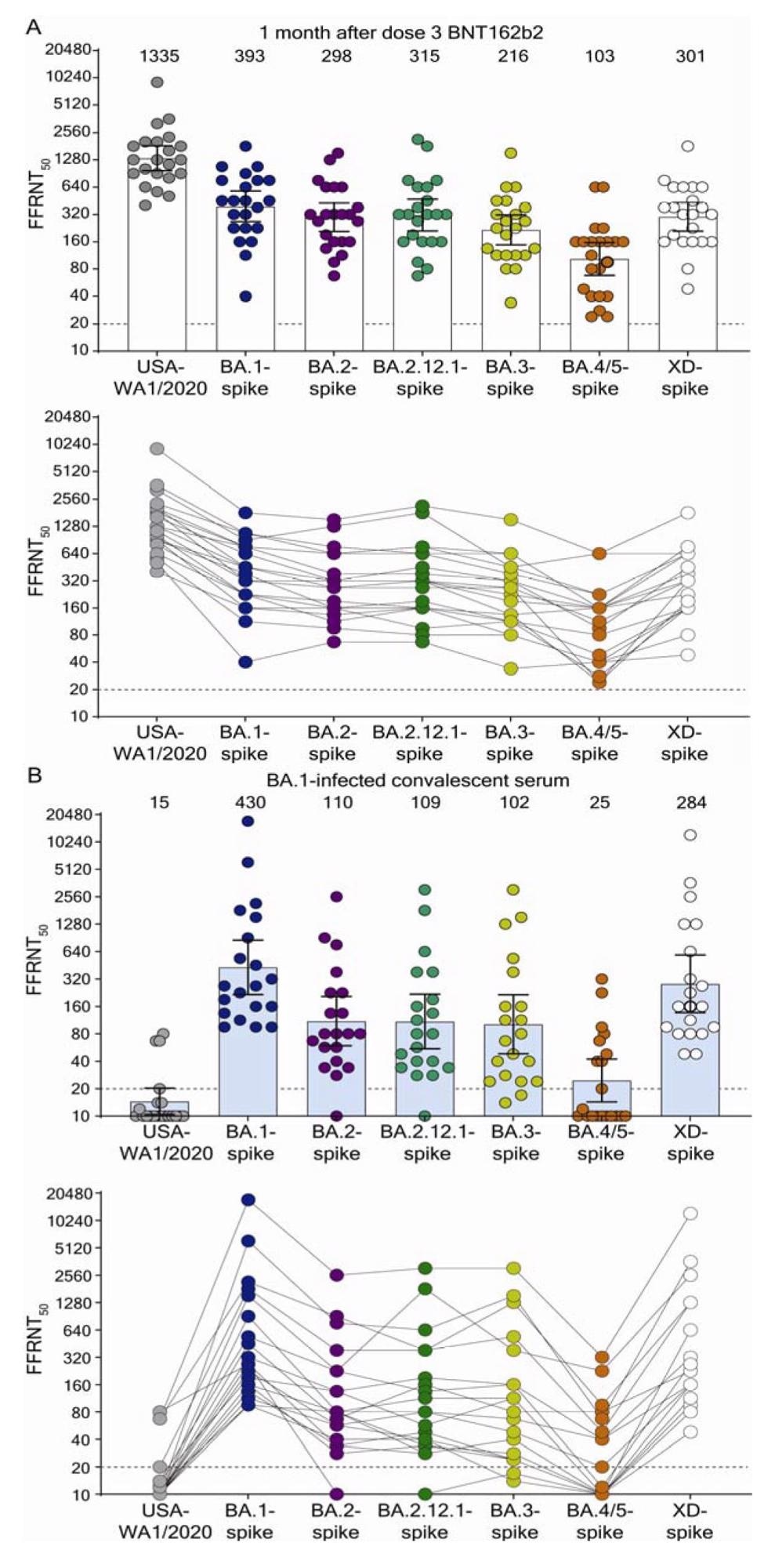 Neutralization by sera collected at 1-month post dose 3 BNT162b2 vaccine (A) and by sera collected from unvaccinated individuals who contracted Omicron BA.1 SARS-CoV-2 (B). Scatterplot of neutralization titers against USA-WA1/2020, Omicron sublineage BA.1-, BA.2-, BA.2.12.1-, BA.3-, BA.4/5-, and Deltacron XD-spike mNG SARS-CoV-2s. Both BNT162b2-vaccinated sera (n=22) and BA.1-infected convalescent sera (n=20) were tested for their FFRNT50s against the variant-spike mNG SARS-CoV-2s. The variant-spike mNG SARS-CoV-2s were produced by engineering the complete variant spike genes into the mNG USA-WA1/2020. Each data point represents the geometric mean FFRNT50 (GMT) obtained with a serum specimen against the indicated virus. Tables S1 and S2 summarize the serum information and FFRNT50s for (A) and (B), respectively. The neutralization titers for individual variant-spike mNG SARS-CoV-2s were determined in two or three independent experiments, each with duplicate assays; the GMTs are presented. The bar heights and the numbers above indicate GMTs. The whiskers indicate 95% confidence intervals. The dotted lines indicate the limit of detection of FFRNT50. Statistical analysis was performed with the use of the Wilcoxon matched-pairs signed-rank test. For the BNT162b2-vaccinated sera in (A), the P values of the GMT differences between USA-WA1/2020 and any variant-spike SARS-CoV-2 are all < 0.0001. For the BA.1-convelescent sera in (B), the P value of GMT difference between BA.1- and XD-spike viruses is 0.0021; the P values of the GMT differences between BA.1- and any other variant-spike viruses (including USA-WA1/2020) are all <0.0001. For both serum panels in (A) and (B), FFRNT50 values with connected lines are presented for individual sera.