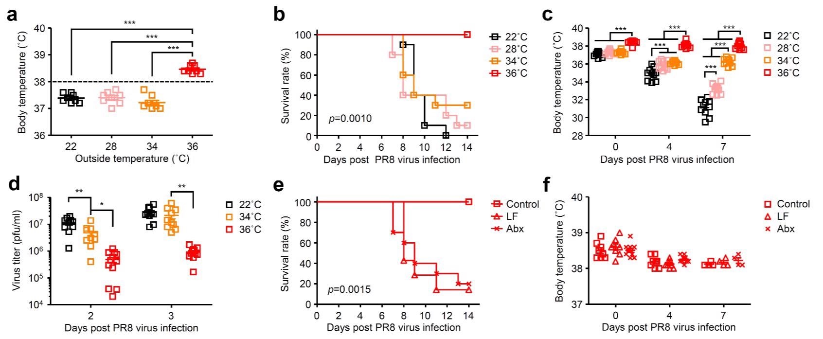 High body temperature increases gut microbiota-dependent host resistance to influenza virus infection. Mice were kept at 22, 28, 34, or 36 °C for 7 d before influenza virus infection and throughout infection. a, Body temperature of naïve mice kept at 22, 28, 34, or 36 °C were measured. b-d, Mice kept at 22, 28, 34, or 36 °C were infected intranasally with 1,000 pfu of influenza virus. Mortality (b), core body temperatures (c), and virus titer in the lung wash (d) were measured on indicated days after challenge. e, f, LF-fed, Abx-treated, and control mice kept at 36 °C were infected intranasally with 1,000 pfu of influenza virus. Mortality (e) and core body temperatures (f) were measured on indicated days after challenge.