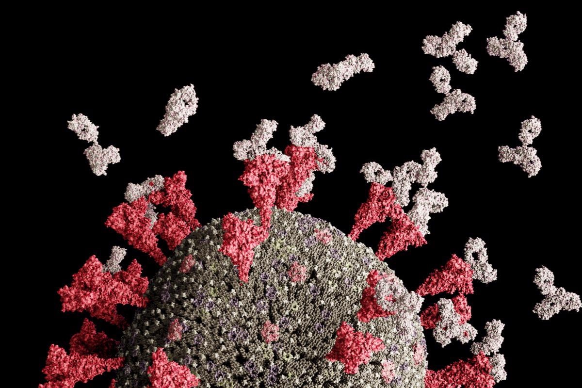 Study: Super-immunity by pan-sarbecovirus nanobodies. Image Credit: Leonid Altman/Shutterstock