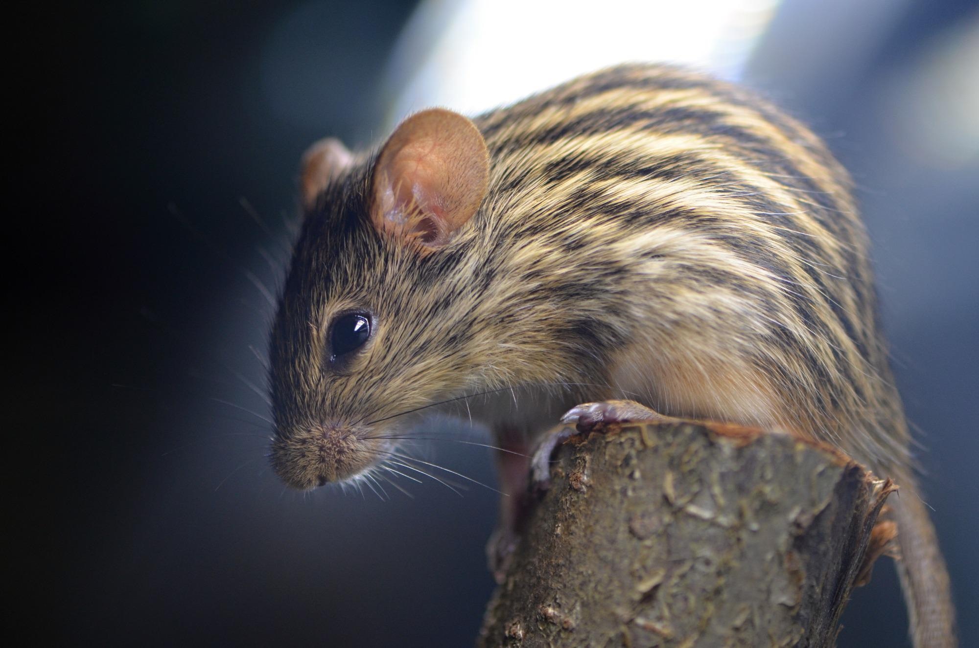 Study: Discovery of novel DNA viruses in small mammals from Kenya. Image Credit: Marek Velechovsky / Shutterstock
