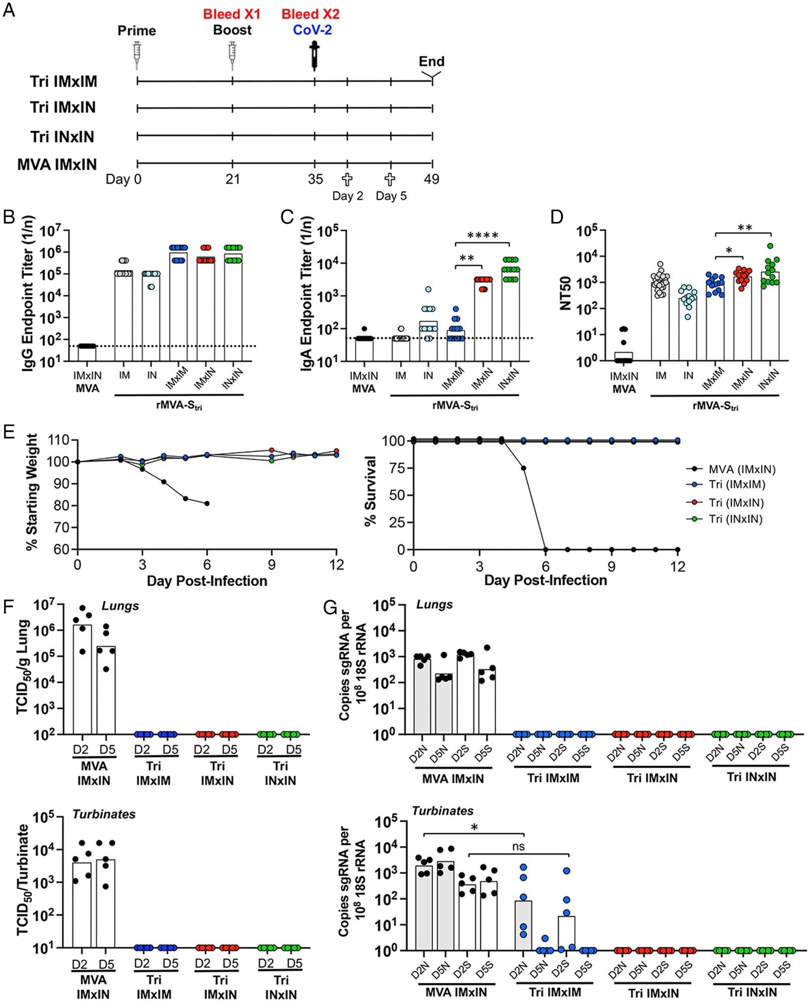 Comparison of immune responses and protection following IN and IM vaccinations.  (A) K18-hACE2 mice were primed and boosted with rMVA-Stri by IN or IM route to form three groups of 13 mice: IMxIM, IMxIN, and INxIN.  In addition, a control group received MVA IM followed by MVA IN.  Mice from each group were bled at 3 wk after the prime and 2 wk after the boost.  At the latter time, mice were challenged by IN inoculation of 105 TCID50 of SARS-CoV-2.  On days 2 and 5 after challenge, five mice each group were killed and three remained to follow weight and morbidity.  (B and C) Serum IgG and IgA endpoint ELISA titers are shown for individual mice and the geometric mean.  The dashed line represents the limit of detection.  (D) Individual and geometric mean pseudovirus neutralizing titers are shown.  (E) Three mice of each group were monitored for weight loss and survival.  (F) At days 2 and 5 after challenge with SARS-CoV-2, homogenates were prepared from the lungs and nasal turbinates of five mice from each group and the TCID50 of SARS-CoV-2 determined.  (G) RNA was extracted from the homogenates and copies of sgN (shaded) and sgS (unshaded) RNA were determined by ddPCR and normalized to 18S rRNA in the same sample.  Significance: *P = 0.04, **P < 007, ****P < 0.0001;  ns, not significant.