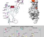 SARS-CoV-2 BA.4/5 variants escape vaccine and BA.1 infection induced antibodies