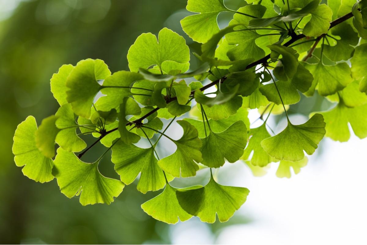 Study: Ginkgo biloba in the management of the COVID-19 severity. Image Credit: v.apl/Shutterstock.com