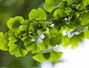 The potential role of Ginkgo biloba L. folium extract in the management of COVID-19