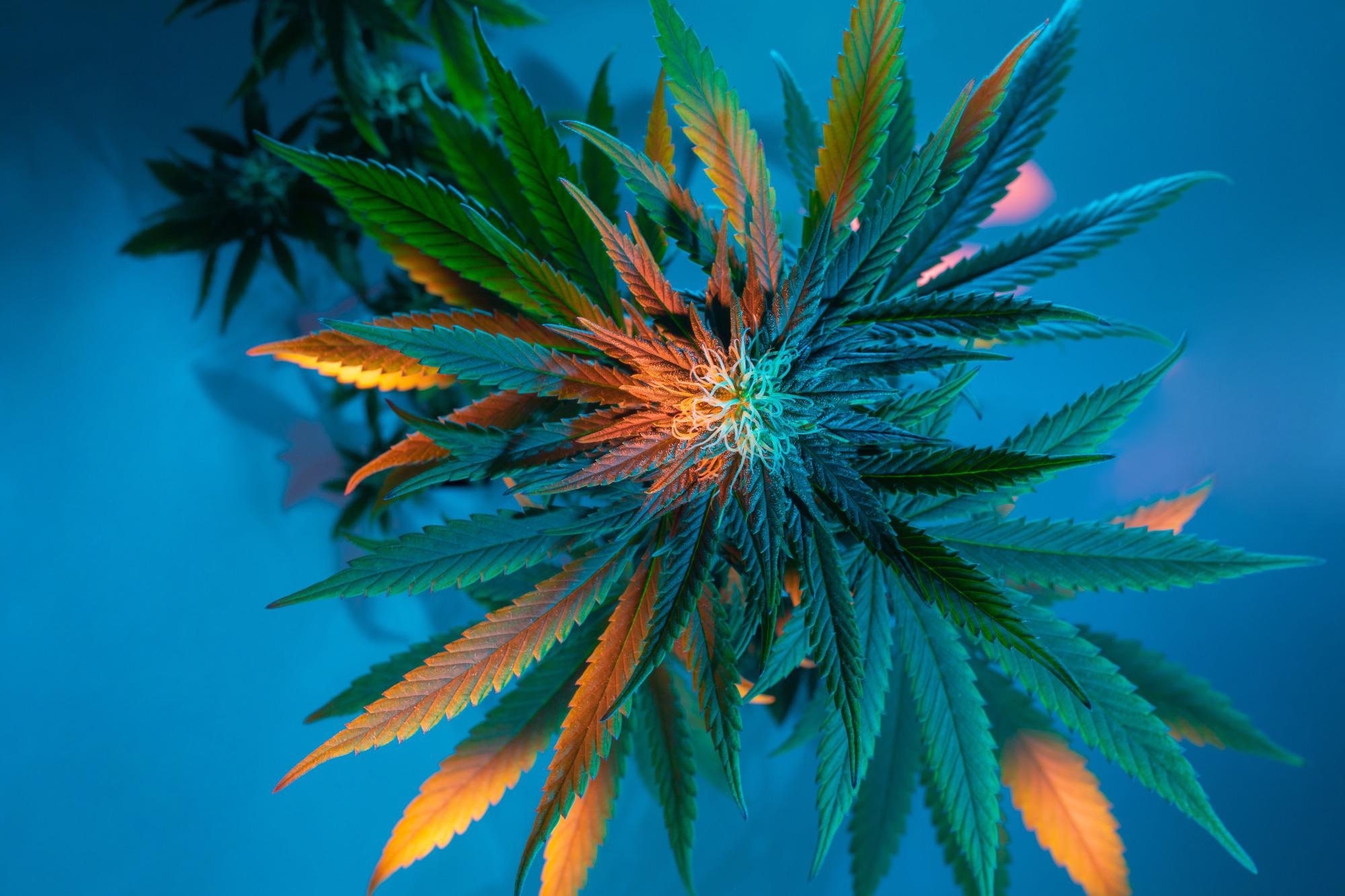 Methodological Reviews:  Cannabis in palliative care: a systematic review of current evidence. Image Credit: Tsareva.pro / Shutterstock