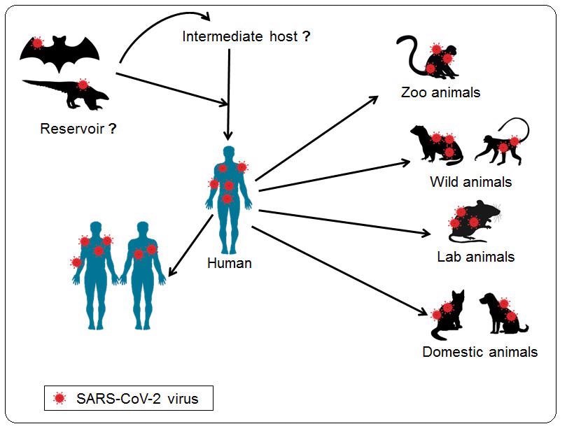 Multi-national scientific task force needed to monitor zoonotic viruses  long-term