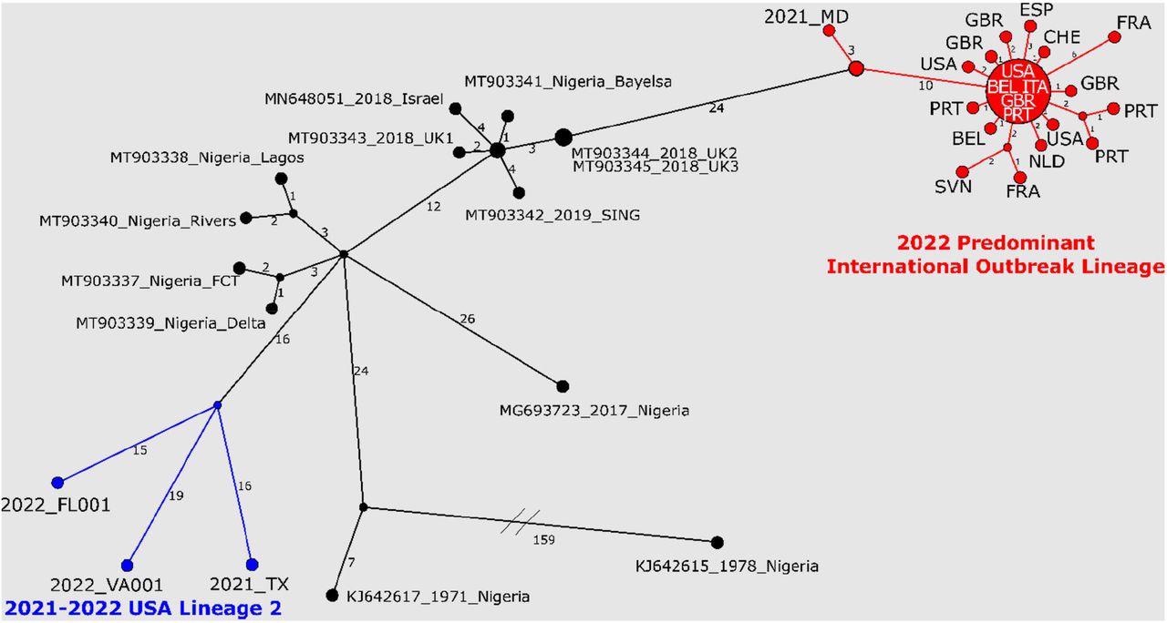 Nucleotide changes among West African MPXV genome sequences from 2022 outbreak, recent travel-associated cases (2018 – 2021), and cases from Nigeria. The predominant 2022 MPXV outbreak lineage is highlighted in red; 2021 TX, 2022 FL002, and 2022 VA001 are shown in blue. 2022 predominant MPXV outbreak cluster sequences are represented using the three letter code for the country; the large node at the center of the predominant 2022 MPXV outbreak cluster represents 13 identical sequences (sequences used can be found in Supplemental Table 4). Haplotype network analysis was generated with PopArt using the Median Joining method. Sequence differences between nodes are indicated by the numbers on the branches. Unlabeled nodes represent hypothetical common ancestors, lines connecting nodes show the number of sequence differences and do not represent direct links between cases. Sequence alignment was generated by whole genome alignment using MAFFT v.7.450 (28) followed by removal of alignment columns containing gaps or ambiguities.