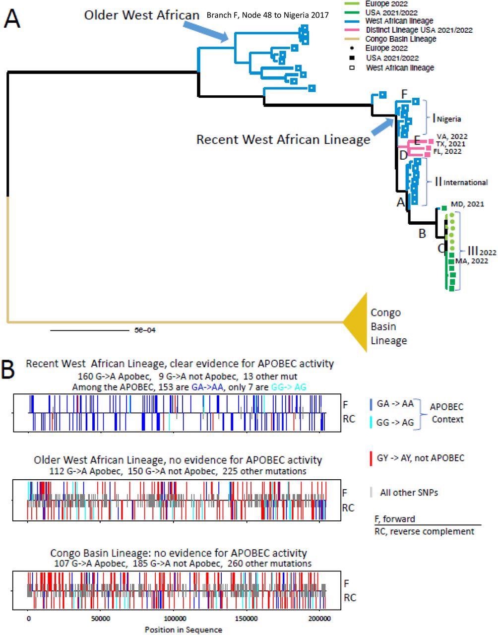 Analysis of APOBEC3 motif mutations in the West African MPXV lineage. A. Maximum Likelihood phylogenetic tree using IQ-TREE (29). A detailed tree, with taxa names is included in Fig. S1. The scale bar indicates the number of substitutions per sequence site. Letters A-E indicate branches that were each independently significantly enriched for G-A mutations embedded in an APOBEC3 motif. Clusters I, II, and III represent clusters of highly related sequences that have almost exclusively G-A mutations embedded in an APOBEC3 motif relative their most recent common ancestor. B. Mutational patterns found among the three major lineages in the phylogeny above. All unique mutations in a clade relative to the most recent common ancestor of that clade are compressed onto a single sequence, and the class of each mutation is show on either the forward or reverse complement strand. Blue bars indicate GA-to-AA (an APOBEC3 motif used by many APOBEC3 subfamily members, but not used by APOBEC3G), cyan indicates GG-to-AG (APOBEC3G motif), and red indicates GY to AY (non-APOBEC3 motif); shorter gray lines indicate all other single nucleotide polymorphism (SNP) mutations. Bars above the horizontal line indicates forward strand, below the line indicates reverse strand.