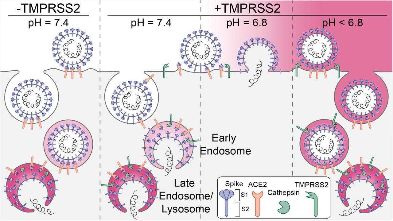 Schematic representation of the principal entry routes SARS-CoV-2 uses for infection. Entry starts with membrane attachment and ends with spike-protein (S) catalyzed membrane fusion releasing the viral contents into the cytosol. Fusion activity depends on two proteolytic cleavage steps, one typically carried out by furin in the producing cell and the second by TMPRSS2 on the cell surface on in endosomes of the target cell. Alternatively, endosomal cathepsins can carry out both cleavages. Exposure of the virus to an acidic milieu is essential for membrane fusion, genome penetration, and productive infection. Fusion and penetration occur only in acidic early and late endosomal/lysosomal compartments but not at the cell surface, even when the furin and TMPRSS2 cleavages have both occurred. Fusion and penetration can occur at the cell surface of cells expressing TMPRSS2 if the extracellular pH is ∼6.8.
