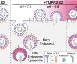 Molecular snapshots of the productive infectious entry pathway of SARS-CoV-2 into cells