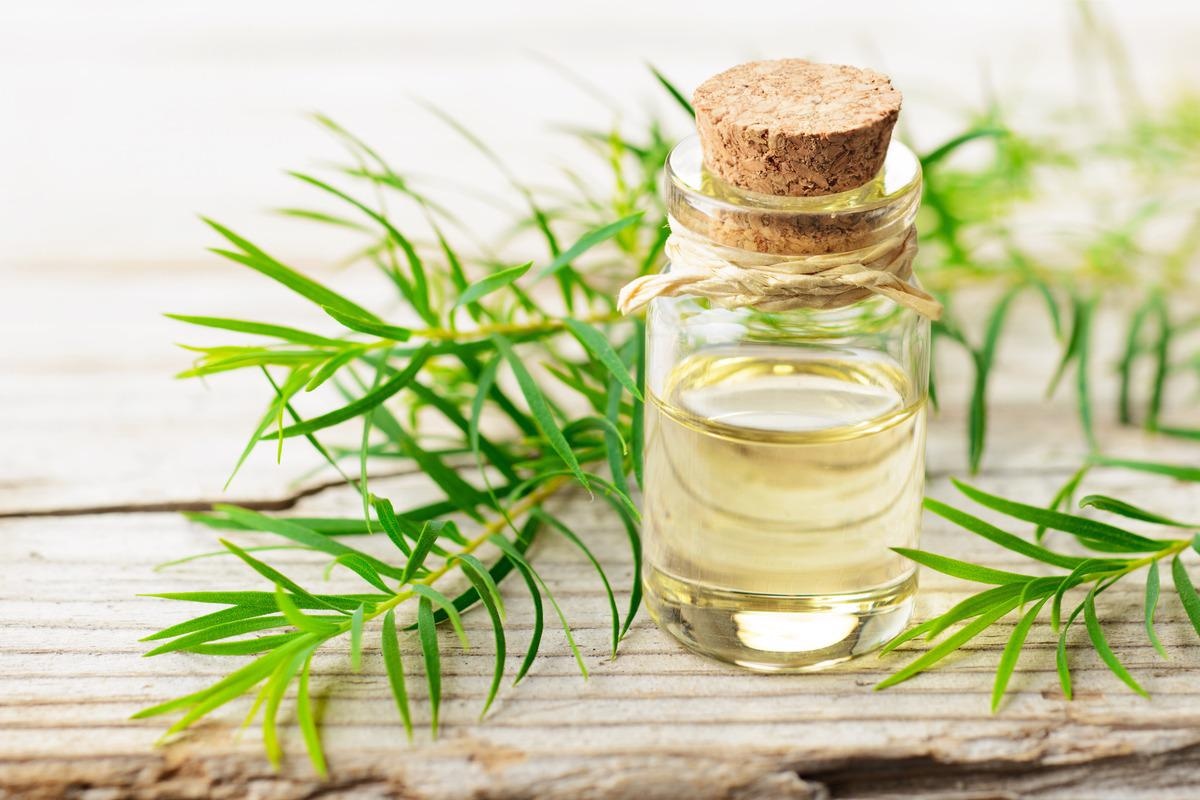 Study: Potential Use of Tea Tree Oil as a Disinfectant Agent against Coronaviruses: A Combined Experimental and Simulation Study. Image Credit: AmyLv/Shutterstock