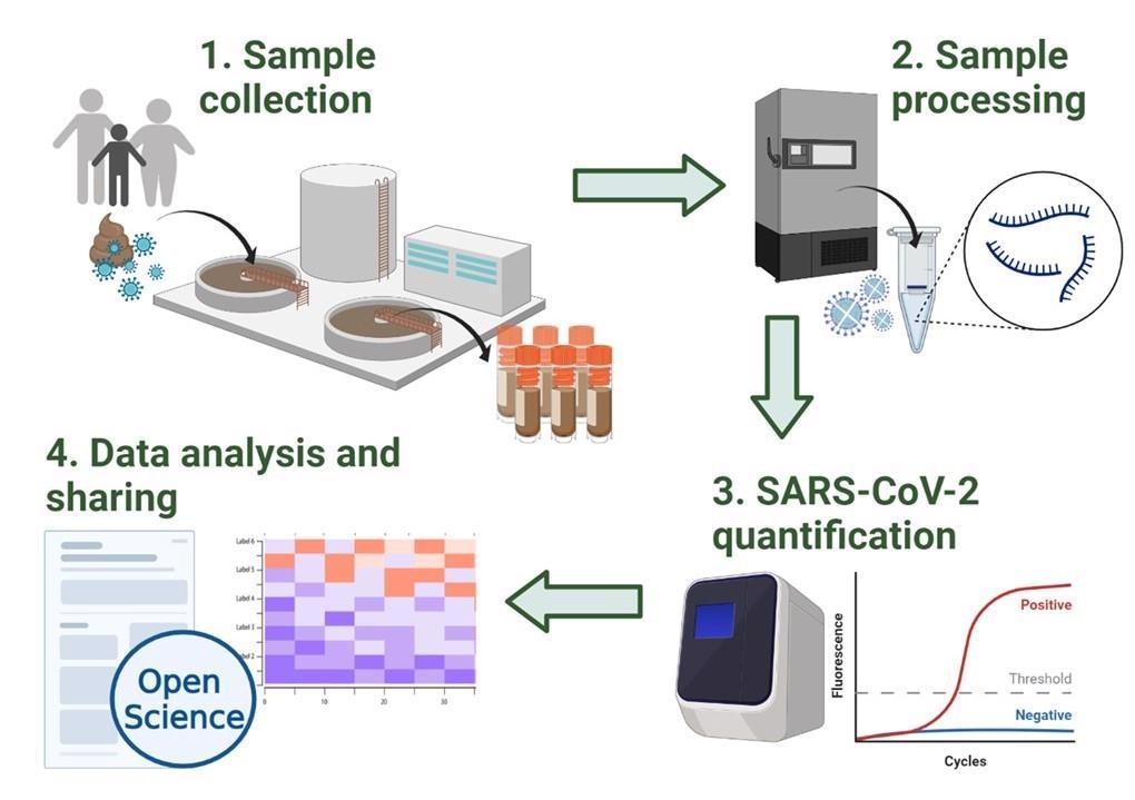 Overview of the methodology workflow of the Scottish SARS-CoV-2 monitoring in wastewater program. Incoming wastewater samples are collected by Scottish Water (1) and transferred to SEPA’s laboratories where samples are stored and processed (2). SARS-CoV-2 viral levels are then quantified using RT-qPCR (3). Finally, the data obtained is shared on SEPA’s public dashboard and with local authorities such as the Scottish Government. Additionally, the detailed methodology and datasets are shared in open online platforms and repositories such as protocols.io, Zenodo and GitHub 19–21,26,27. This figure was created with BioRender.com.