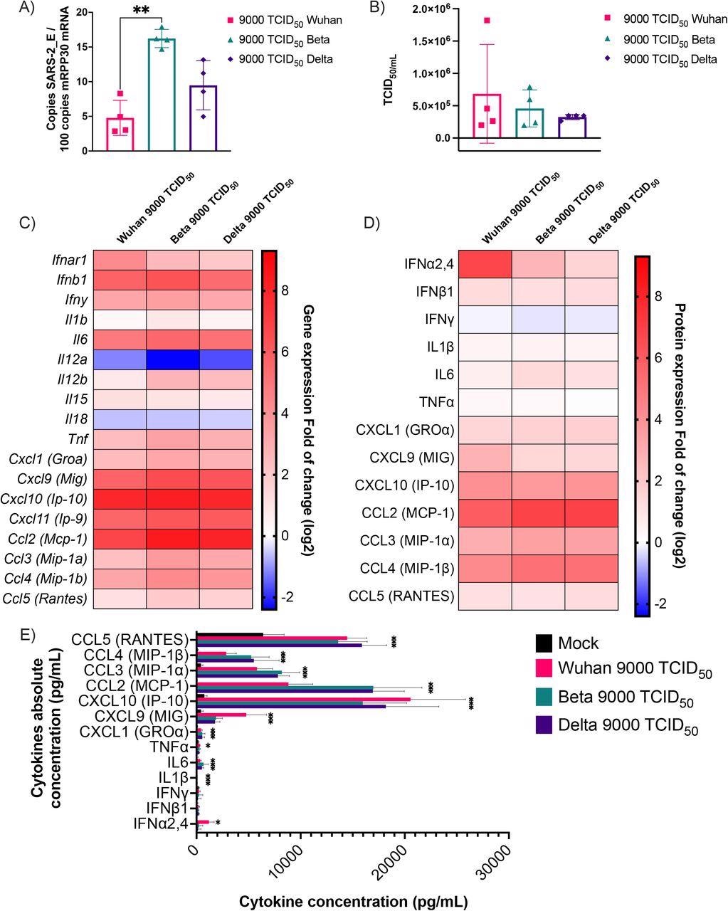 Perfil de expresión de proteínas y ARNm de citoquinas después de la infección de ratones K18-ACE2 con cepas Wuhan, beta y delta.  Se recogió tejido pulmonar de ratón infectado o simulado tres días después de la infección (n = 4/grupo).  a) El número de copias del gen E del SARS-CoV-2 se evaluó mediante ddPCR utilizando ARN de pulmón y se expresó como número de copias por 100 copias de ARNm de Rpp30.  (B) Los títulos virales infecciosos se determinaron en homogeneizados de pulmón y se expresaron en TCID50/ml.  (CD) La expresión génica se evaluó mediante RT-qPCR y la concentración de citoquinas en homogeneizados de pulmón seleccionados se evaluó mediante un panel Luminex de 13 pitidos.  Los niveles de concentración y expresión génica de citoquinas se muestran como mapas de calor con resultados expresados ​​como veces (log2) en relación con los ratones infectados.  Los análisis estadísticos se realizaron comparando dos valores (-Ct) para cada gen en los grupos de control y afectados con una prueba T no paramétrica y los datos se muestran solo con un valor de p inferior a 0,05.  ( e ) Concentraciones absolutas de citocinas en homogeneizados de pulmón.  Los resultados se expresan como media +/- SD (n = 4 ratones/grupo).  Para la cuantificación de proteínas, se realizaron análisis estadísticos comparando la concentración normal de cada citocina en los grupos de control y afectados con una prueba T no paramétrica.  *P<0.05, **P<0.01, ***P<0.001, ****P <0،0001.