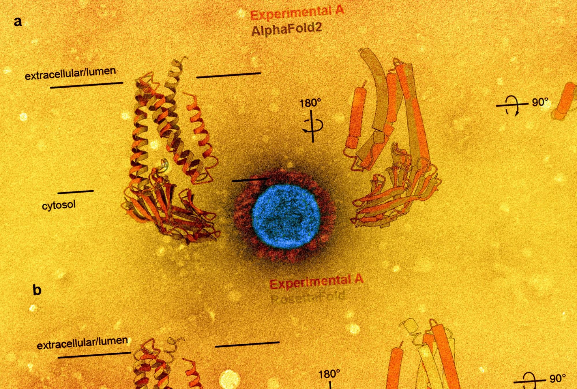 Study: Structure of SARS-CoV-2 M protein in lipid nanodiscs. Image Credit: NIAID