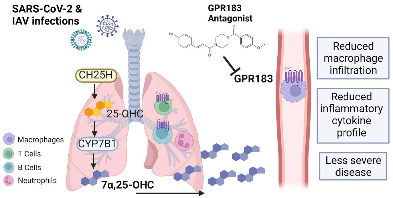 Схематична фигура на ролята на GPR183 в имунния отговор към SARS789 CoV-2 и IAV инфекции.  Инфекциите със SARS-CoV-2 и IAV водят до повишена регулация на CH25H и CYP7B1, което води до производството на 7a, 25-OHC.  Този оксистерол хемотактично привлича GPR183-експресиращи макрофаги към белите дробове, където те произвеждат провъзпалителни цитокини.  Фармакологичното инхибиране на GPR183 отслабва инфилтрацията на GPR183-експресиращи макрофаги, което води до намалено производство на възпалителни цитокини, без да повлиява отрицателно антивирусните реакции.