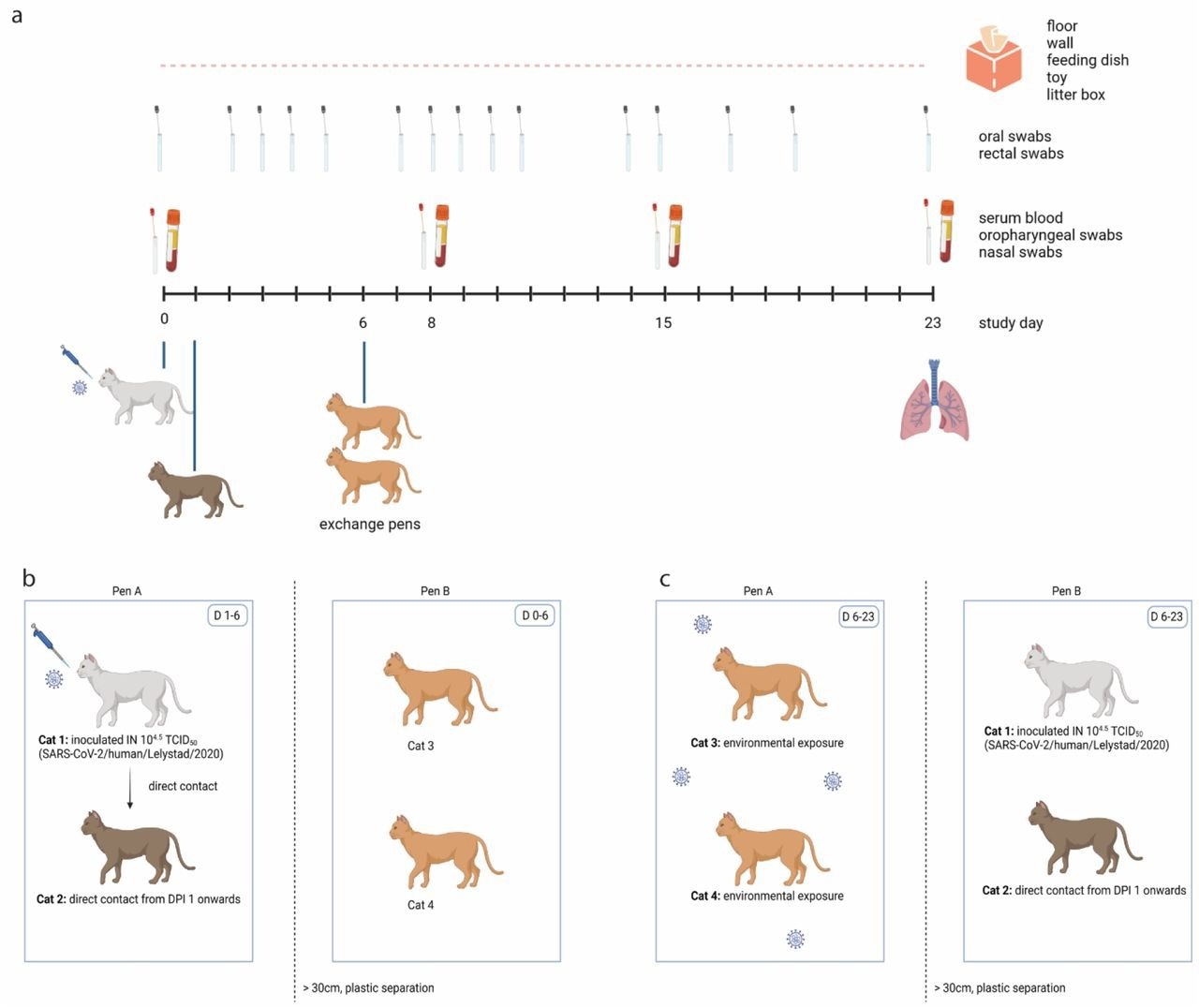 Experimental design of one out of four replicate groups.  (a) Schematic timeline.  One cat was inoculated intranasally on D0, and brought in contact with a naïve cat on D1 in pen A. On D6, these two cats were exchanged with two other naïve cats.  Blood samples, oropharyngeal swabs and nasal swabs were collected under general anaesthesia on D0, D8, D15 and upon euthanasia.  Oral and rectal swabs were collected more frequently without anaesthesia.  Environmental samples were collected daily, and all cats were euthanized on D23 except of one cat who died before the end of the study by a cause not related to SARS-CoV-2.  (b) Until D6, cat 1 (inoculated donor cat) and cat 2 (direct contact recipient cat) were housed in pen A and contaminated the environment.  Cat 3 and cat 4 were housed in pen B, which was separated from pen A by a plastic separator and space.  (c) From D6 onwards, cats 3 and 4 were housed in contaminated pen A. Cats 1 and 2 were housed in pen B.