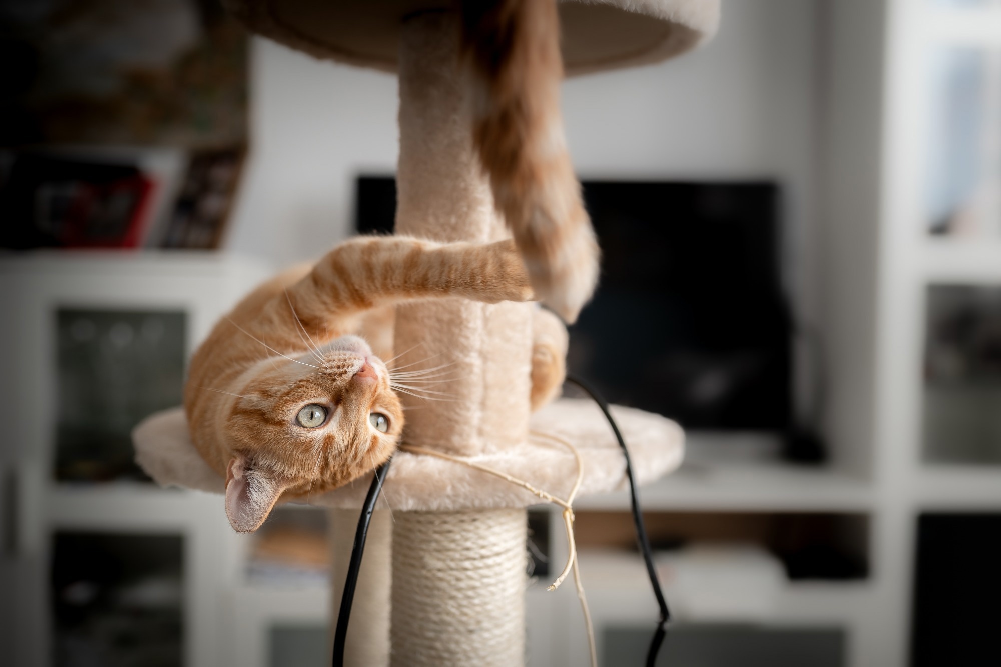 Study: Efficient direct and limited environmental transmission of SARS-CoV-2 lineage B.1.22 in domestic cats. Image Credit: Magui RF / Shutterstock